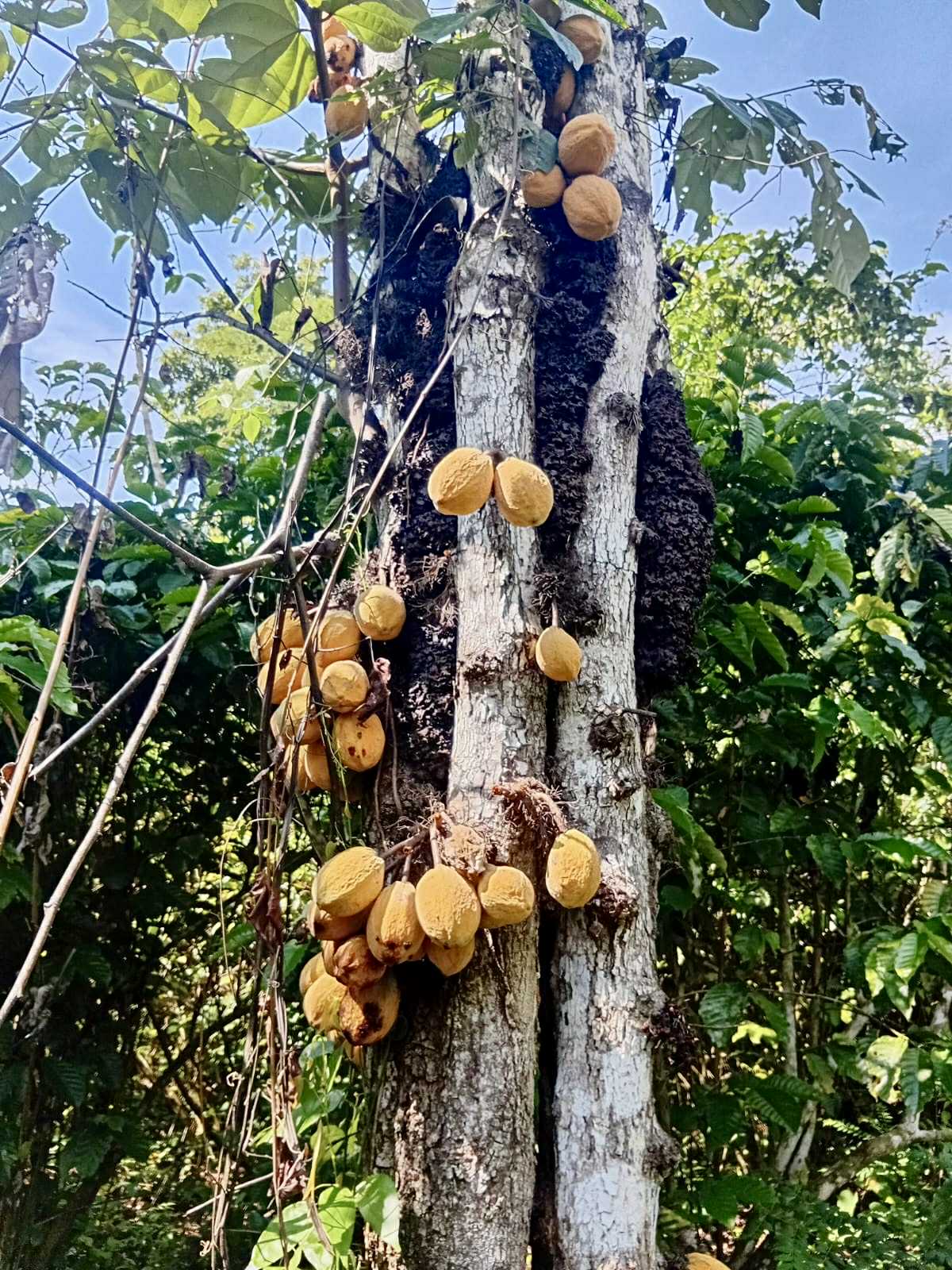 Cacaui (Theobroma speciosum) - 1 fresh seed / 1 frischer Samen