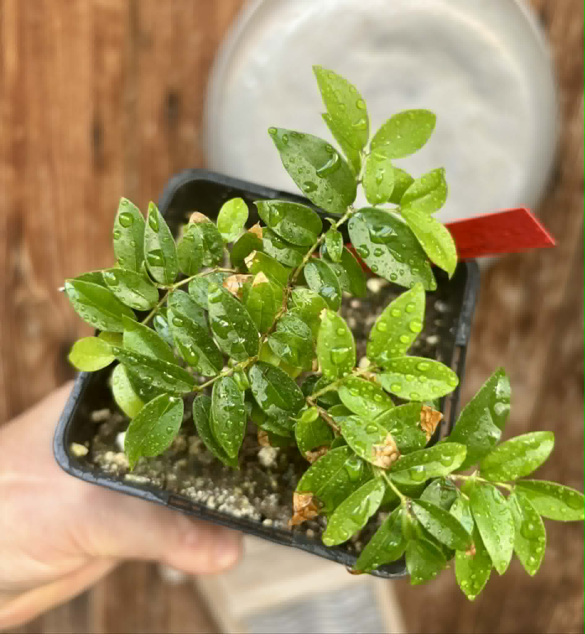 2 in 1 pot - Jaboticaba - Plinia sp Esarme -  2 seedlings in one pot / 2 Sämlinge in einem Topf