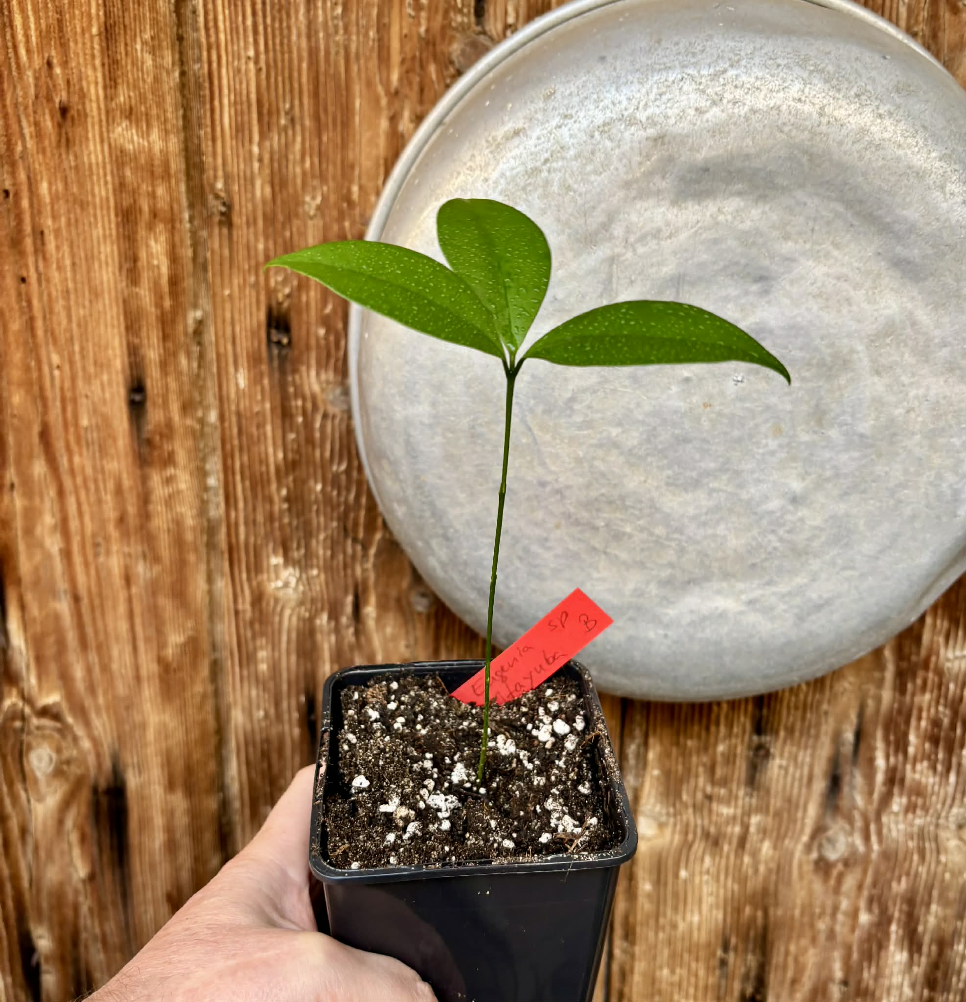 Hybrid Typ B - Eugenia sp Itayuba - 1 potted seedling / 1 getopfter Sämling
