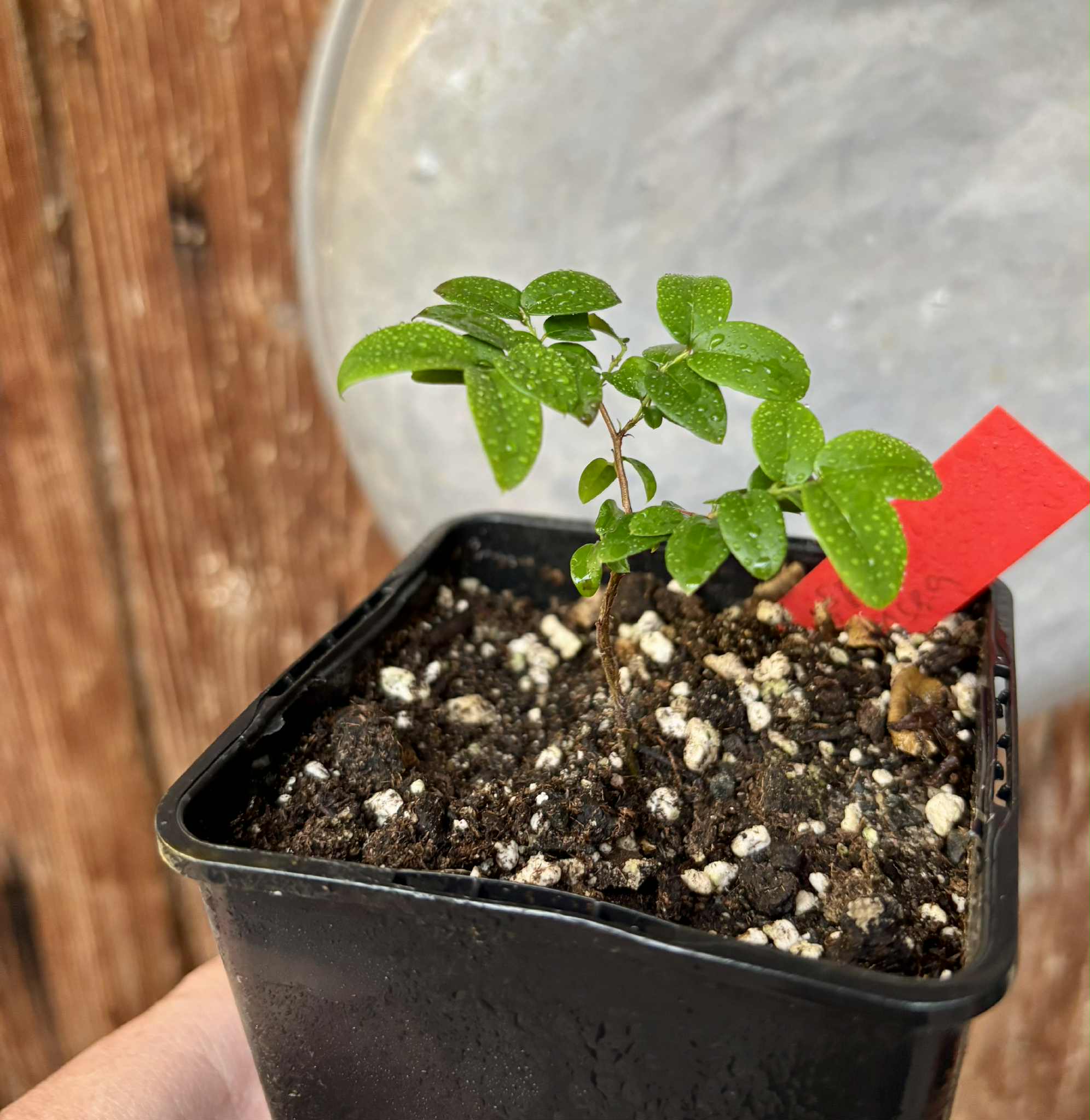 Jaboticaba - Plinia sp Canelinha Polpa rosea - 1 small potted seedling / 1 kleiner, getopfter Sämling