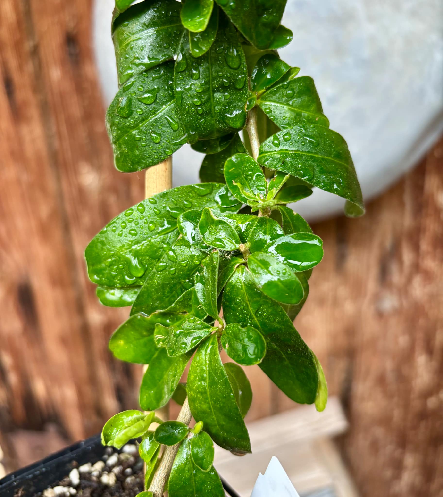 Kei Apple (Dovyalis caffra) Nr. 5 - 1 potted plant / 1 getopfte Pflanze Kei Apple (Dovyalis caffra) Nr. 5 - 1 potted plant / 1 getopfte Pflanze