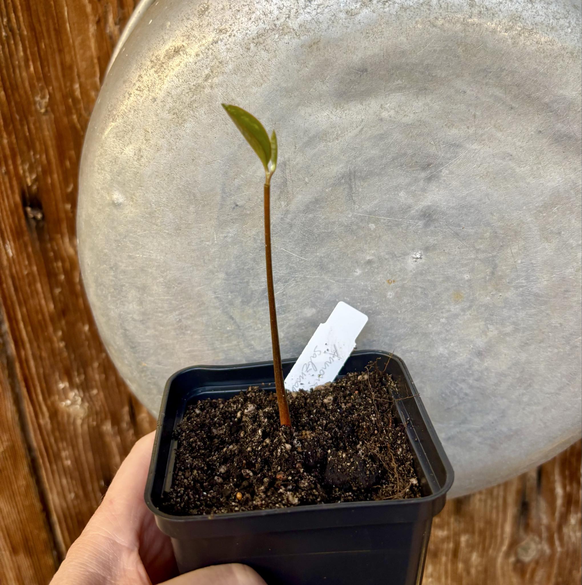 Annona salzmannii - 1 potted seedling / 1 getopfter Sämling Annona salzmannii - 1 potted seedling / 1 getopfter Sämling