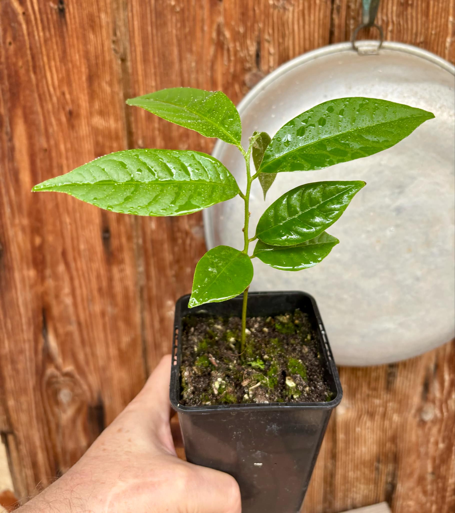 Annona reticulata big pink-red variety - 1 potted plant / 1 getopfte Pflanze