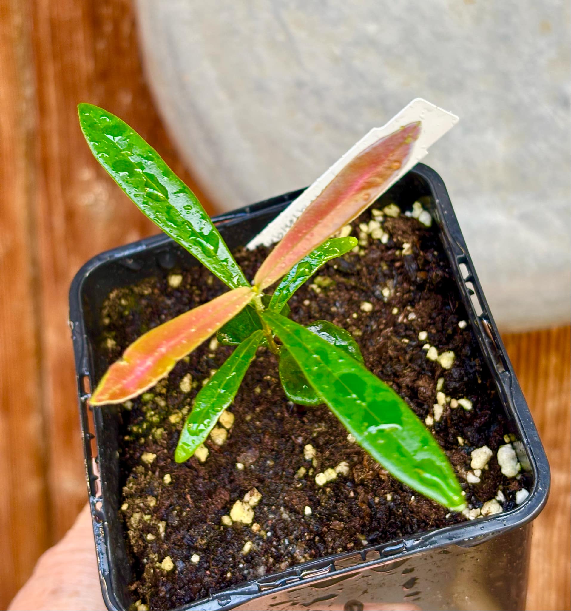 Myrcia luschnathiana -  1 small potted seedling / 1 kleiner, getopfter Sämling