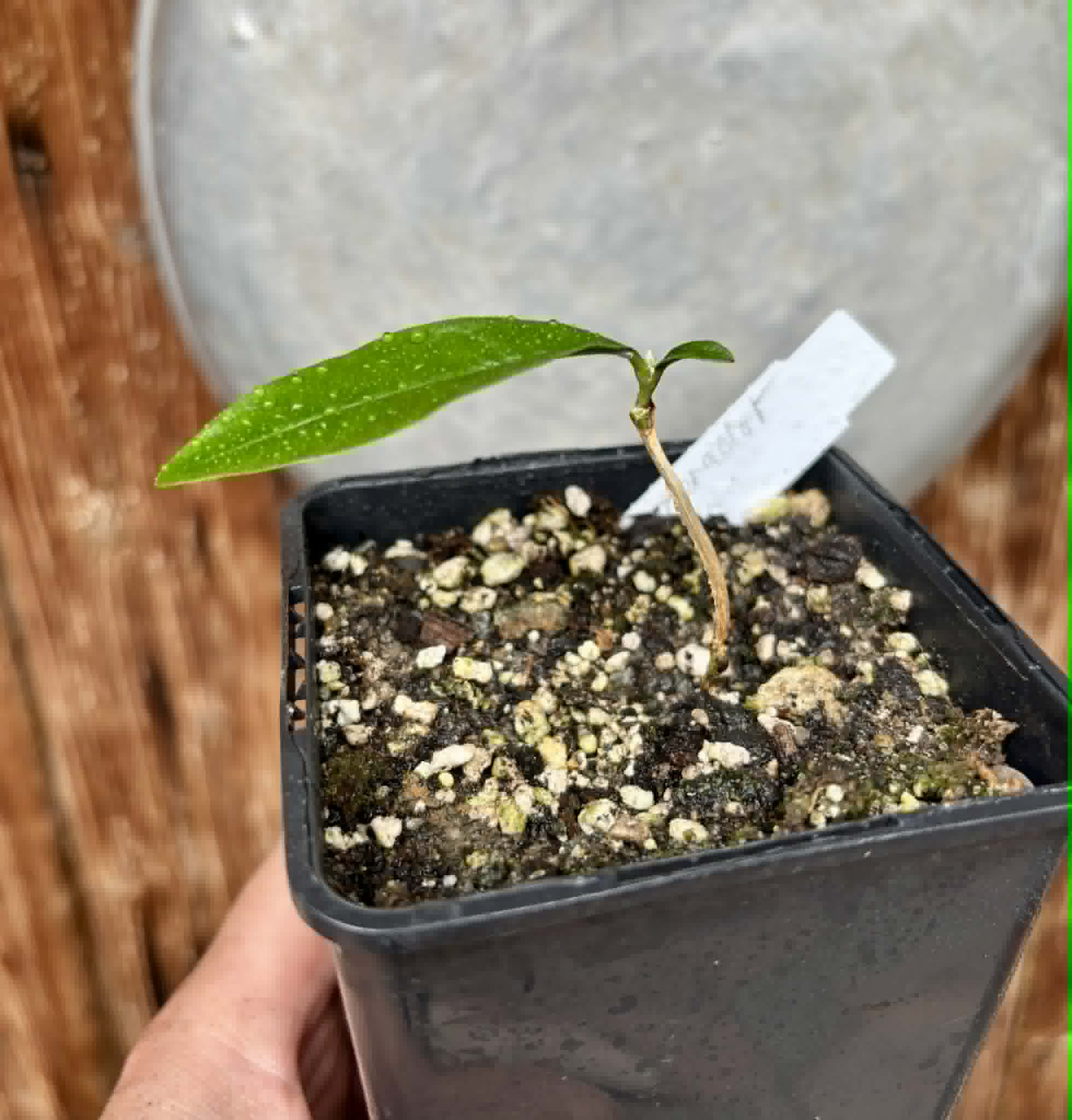 Fruta do Imperador - Martiusella imperialis - (formaly Chrysophyllum imperiale) - 1 potted seedling / 1 getopfter Sämling
