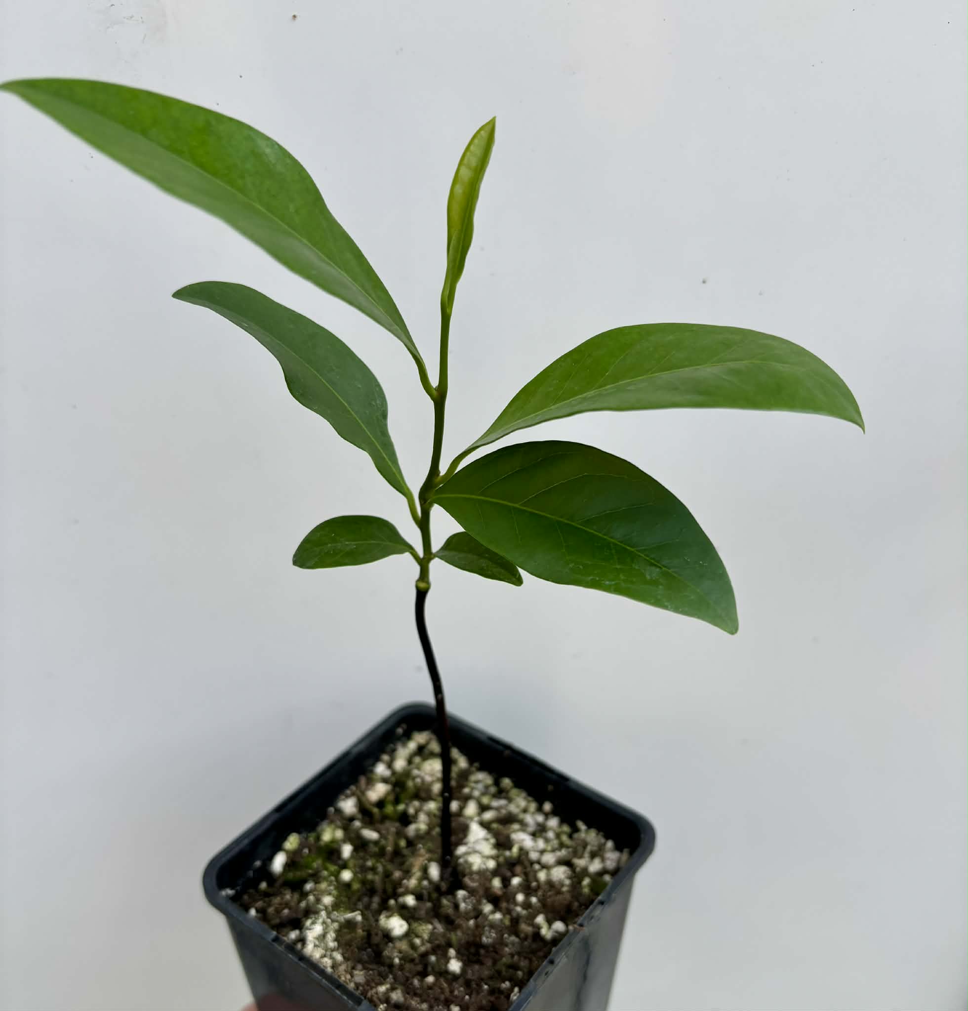 Diospyros nigra - Black Sapote var. Bernecker - 1 potted seedling / 1 getopfter Sämling