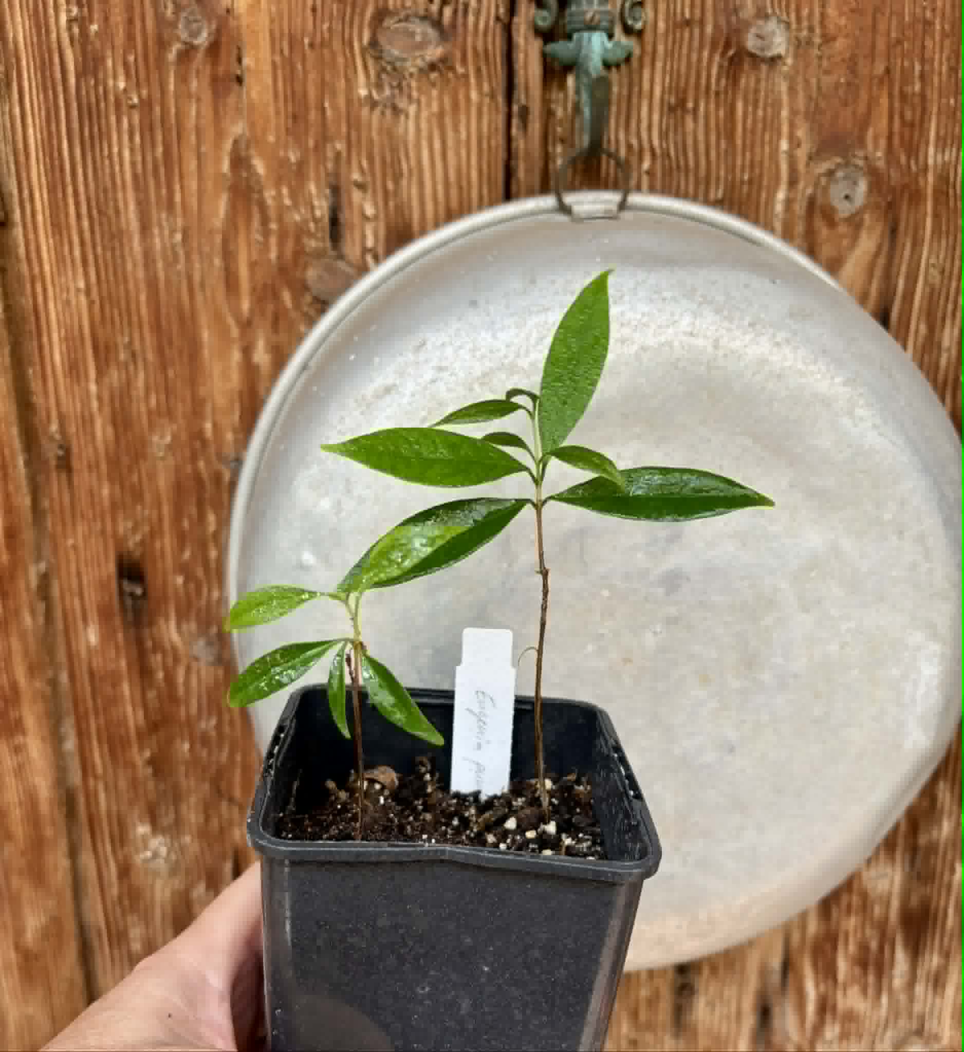2 in 1 pot - Eugenia punicifolia - 2 seedlings in one pot / 2 Sämlinge in einem Topf