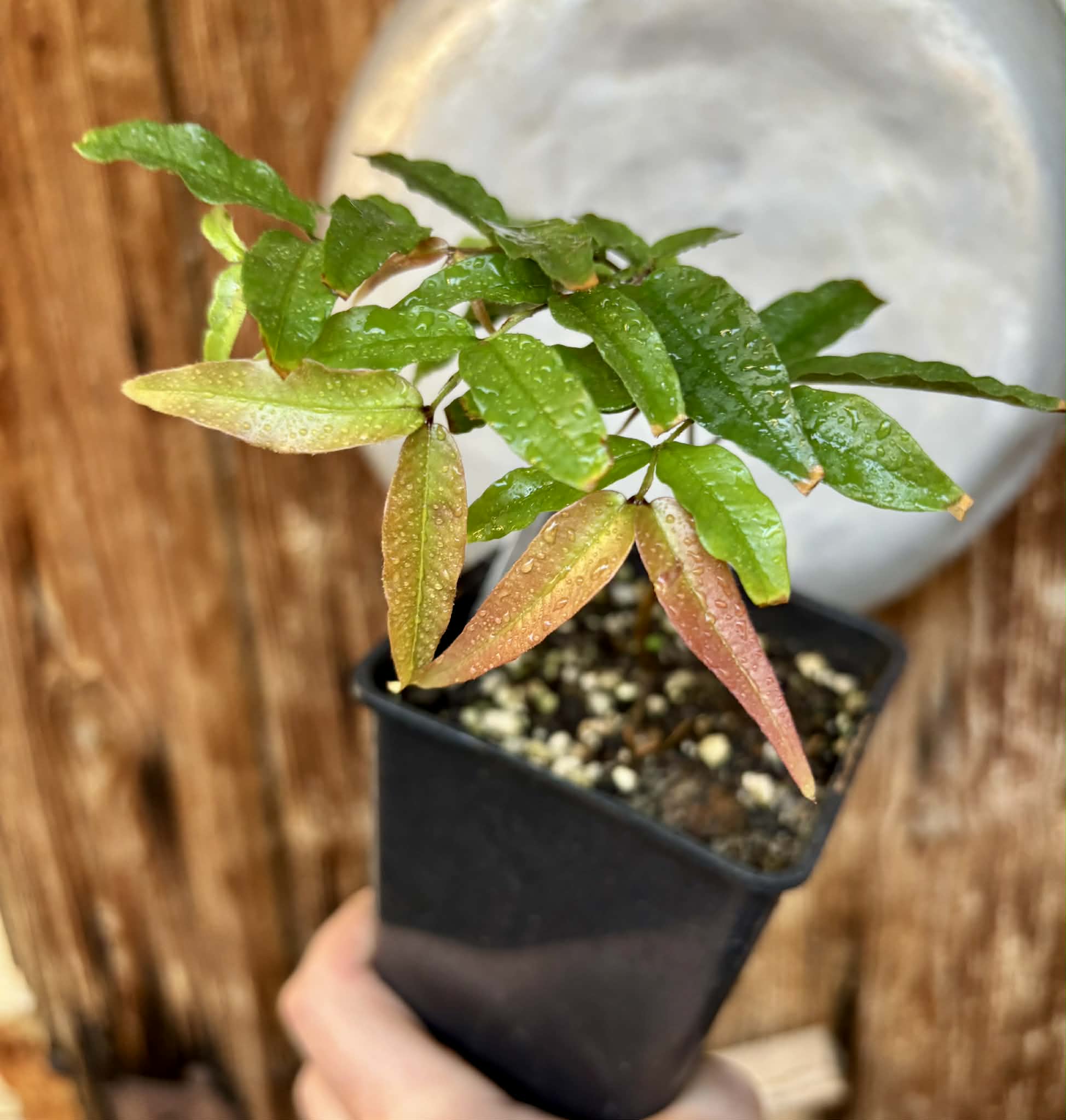 Jaboticaba - Plinia sp Rajada Cabo longo verde -  1 small potted seedling / 1 kleiner, getopfter Sämling