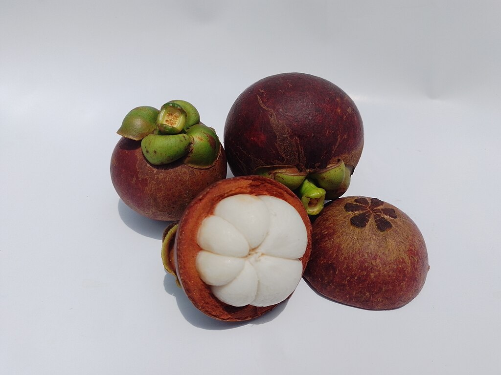 Garcinia  mangosteen - Mangosteen / Mangostane - 1 germinated seed / 1 gekeimter Samen