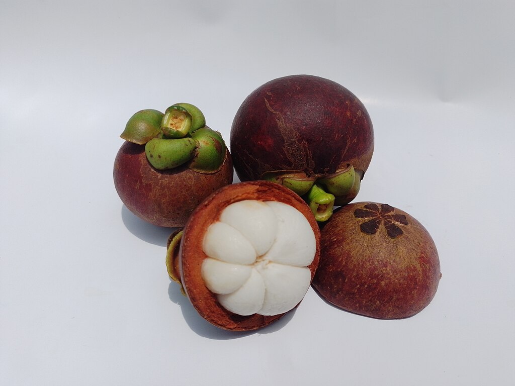 Garcinia  mangosteen - Mangosteen / Mangostane - 1 potted plant / 1 getopfte Pflanze 