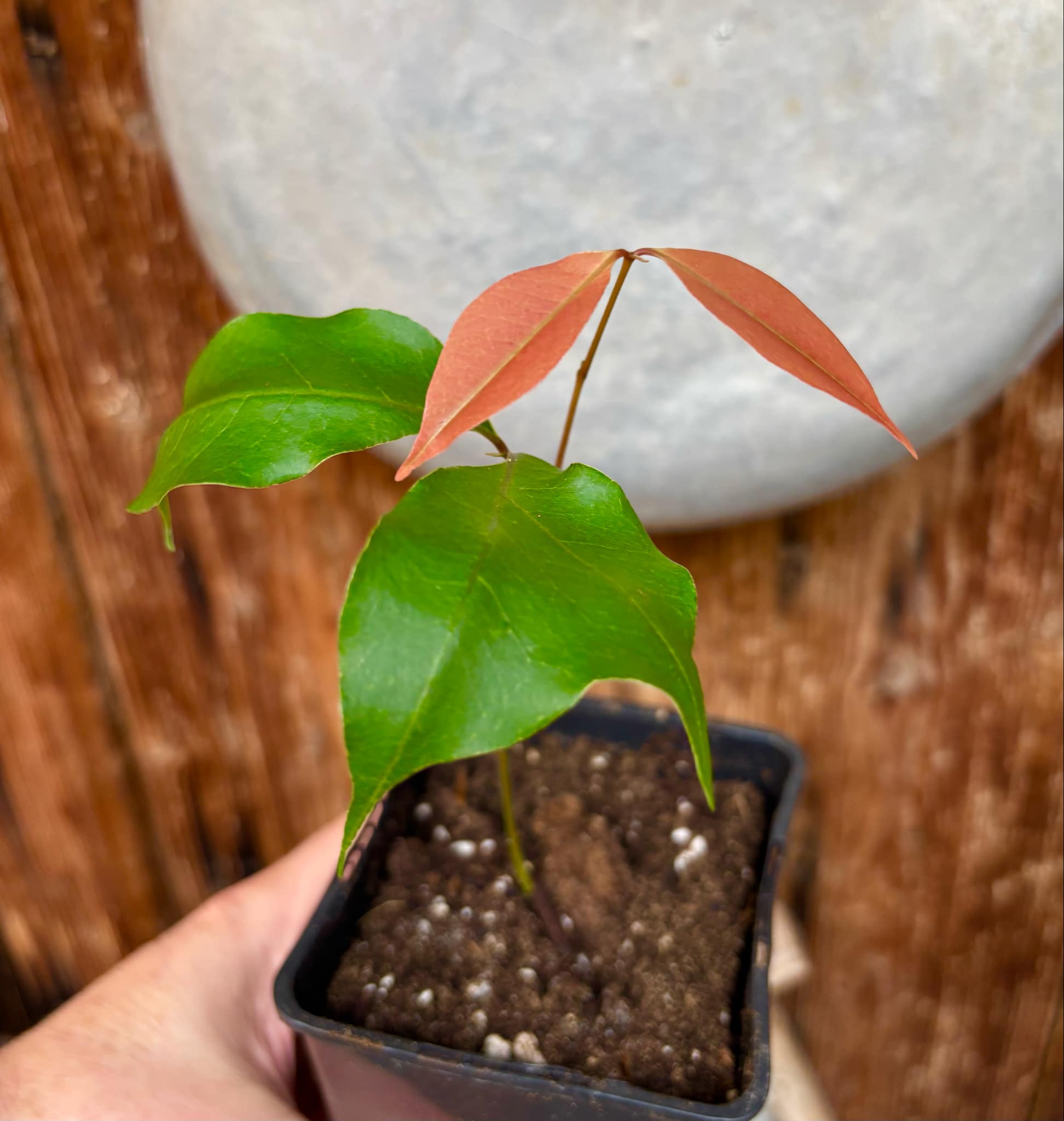 Litchi chinensis - var. Fei Zi Xiao (Litchi chinensis) - 1 small potted seedling / 1 kleiner, getopfter Sämling 