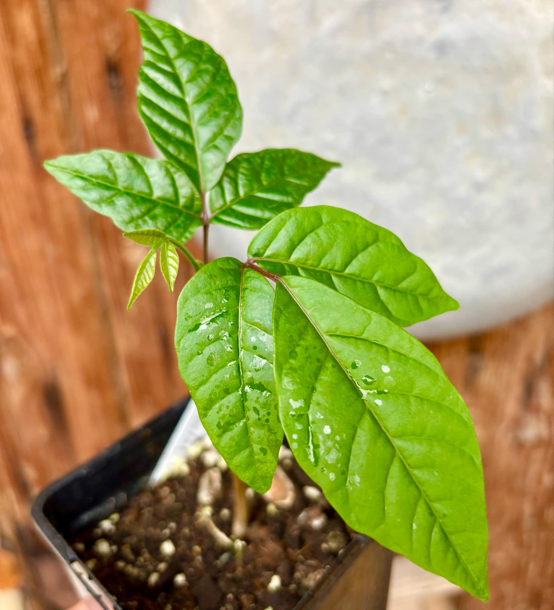 Santol (Sandoricum koetjape) - 1 small potted seedling / 1 kleiner, getopfter Sämling Santol (Sandoricum koetjape) - 1 small potted seedling / 1 kleiner, getopfter Sämling
