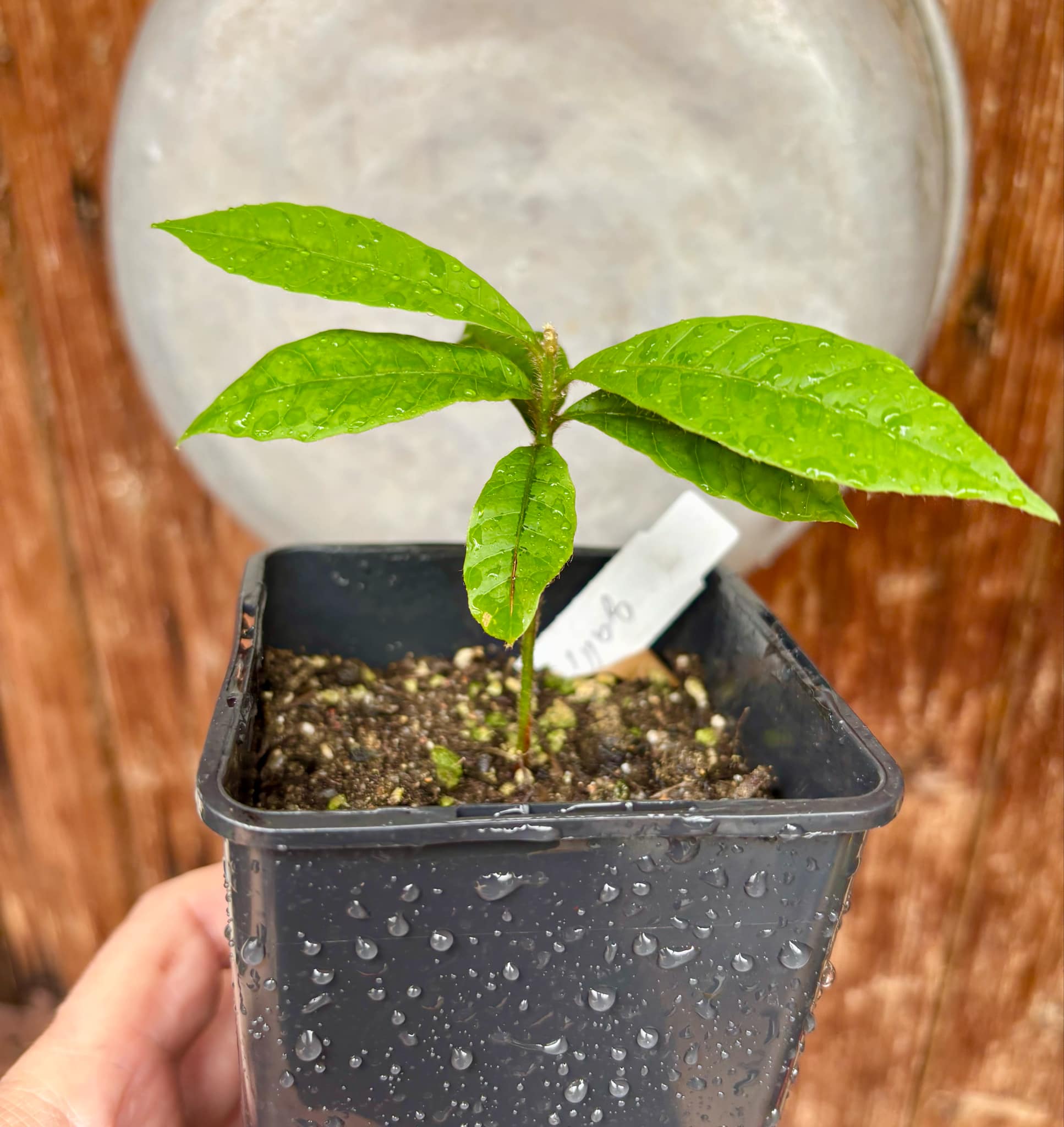 Pouteria torta subsp. gallifructa - Abiu Pilosa - 1 potted plant / 1 getopfte Pflanze Pouteria torta subsp. gallifructa - Abiu Pilosa - 1 potted plant / 1 getopfte Pflanze