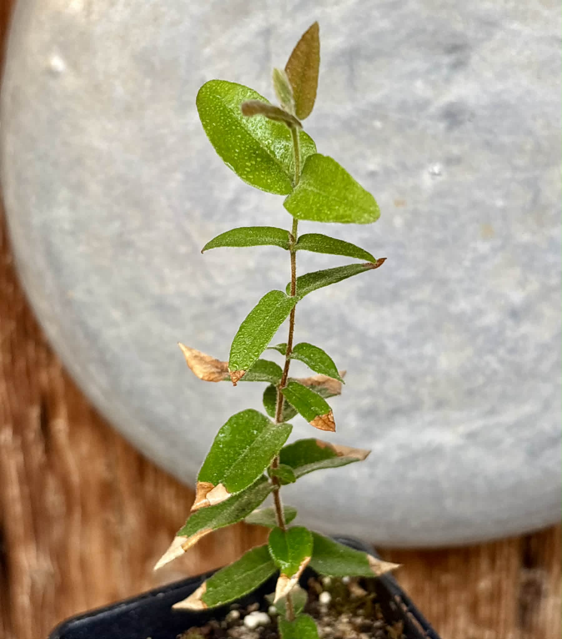 Myrciaria caerulescens (Roxa - Blue Guaquiea) - 1 potted seedling / 1 getopfter Sämling