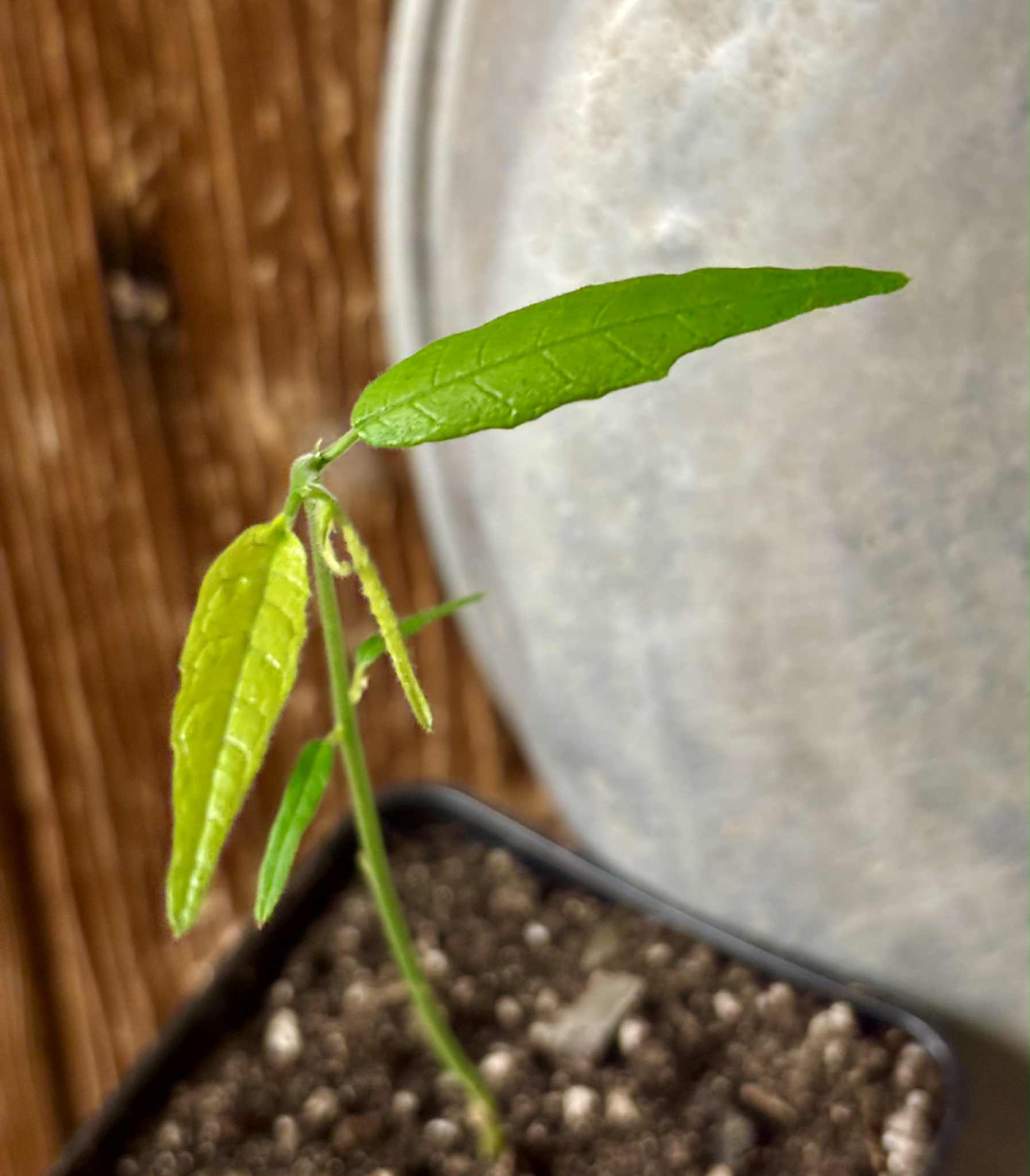 Snakewood (Brosimum guianense) -  1 potted seedling / 1 getopfter Sämling