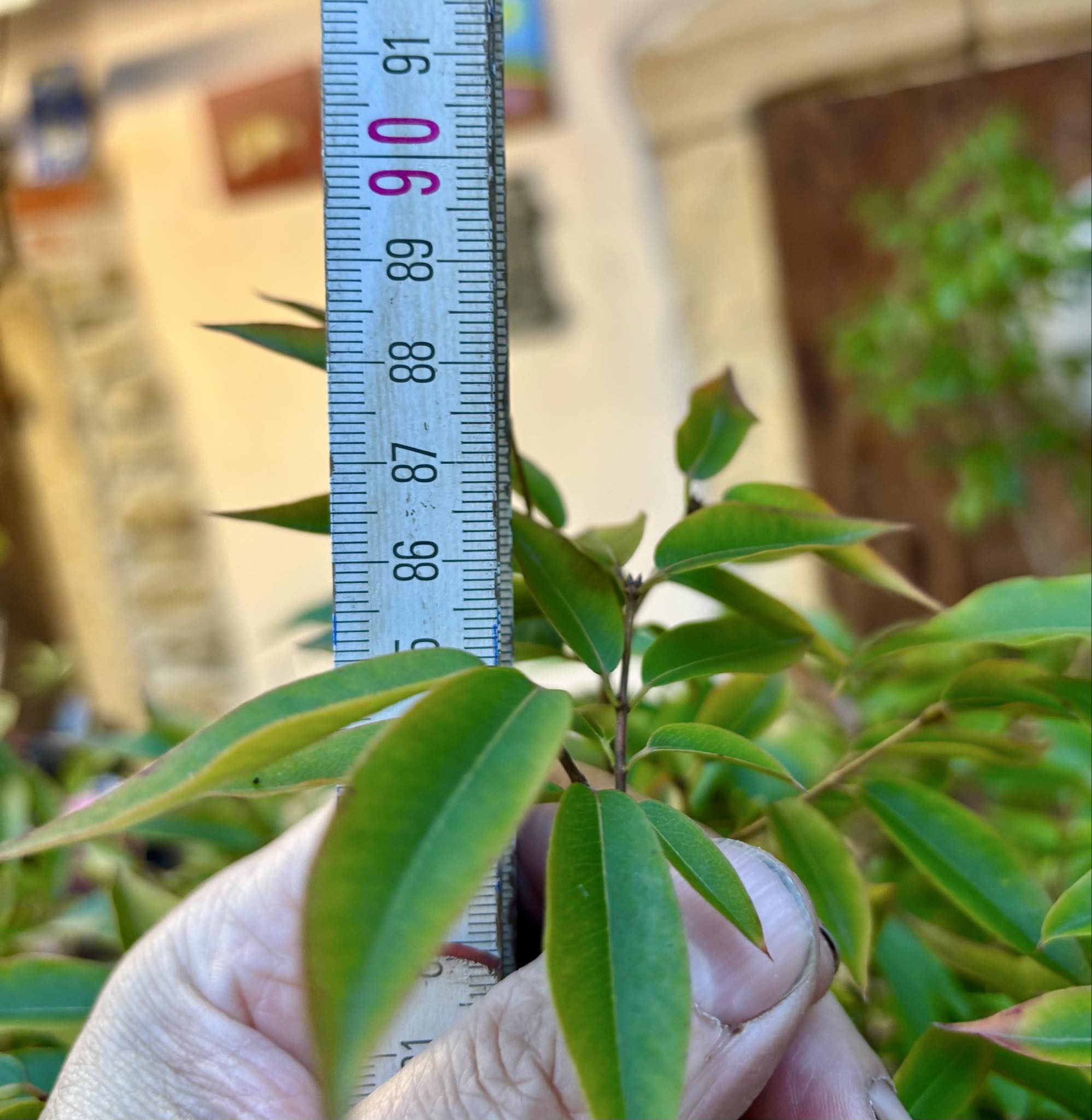10 years old - Jaboticaba Val Paraiso (Plinia coronata var. Val Paraiso) - 1 potted plant / 1 getopfte Pflanze 