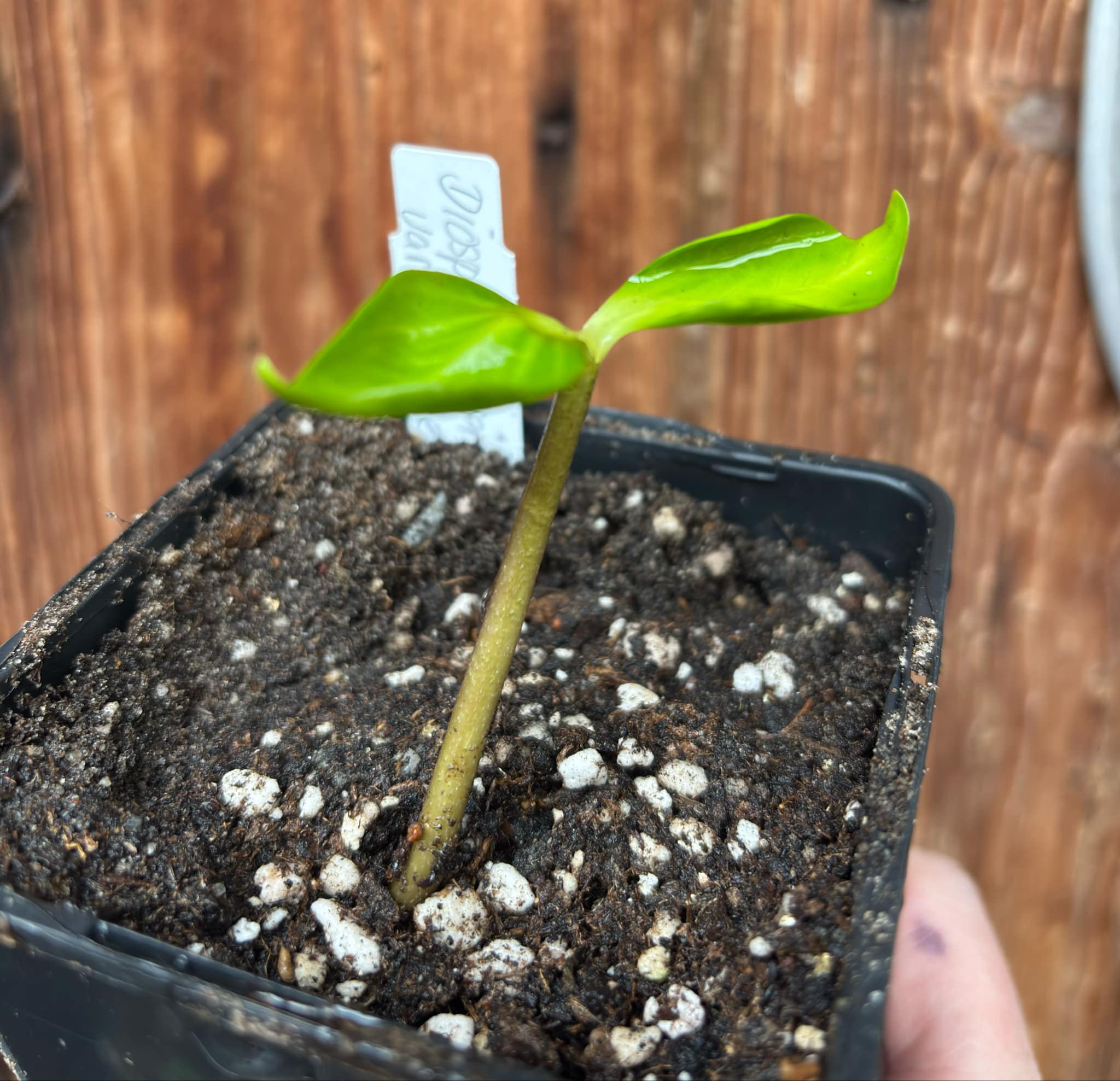 Diospyros nigra - Black Sapote var. Bernecker - 1 potted seedling / 1 getopfter Sämling