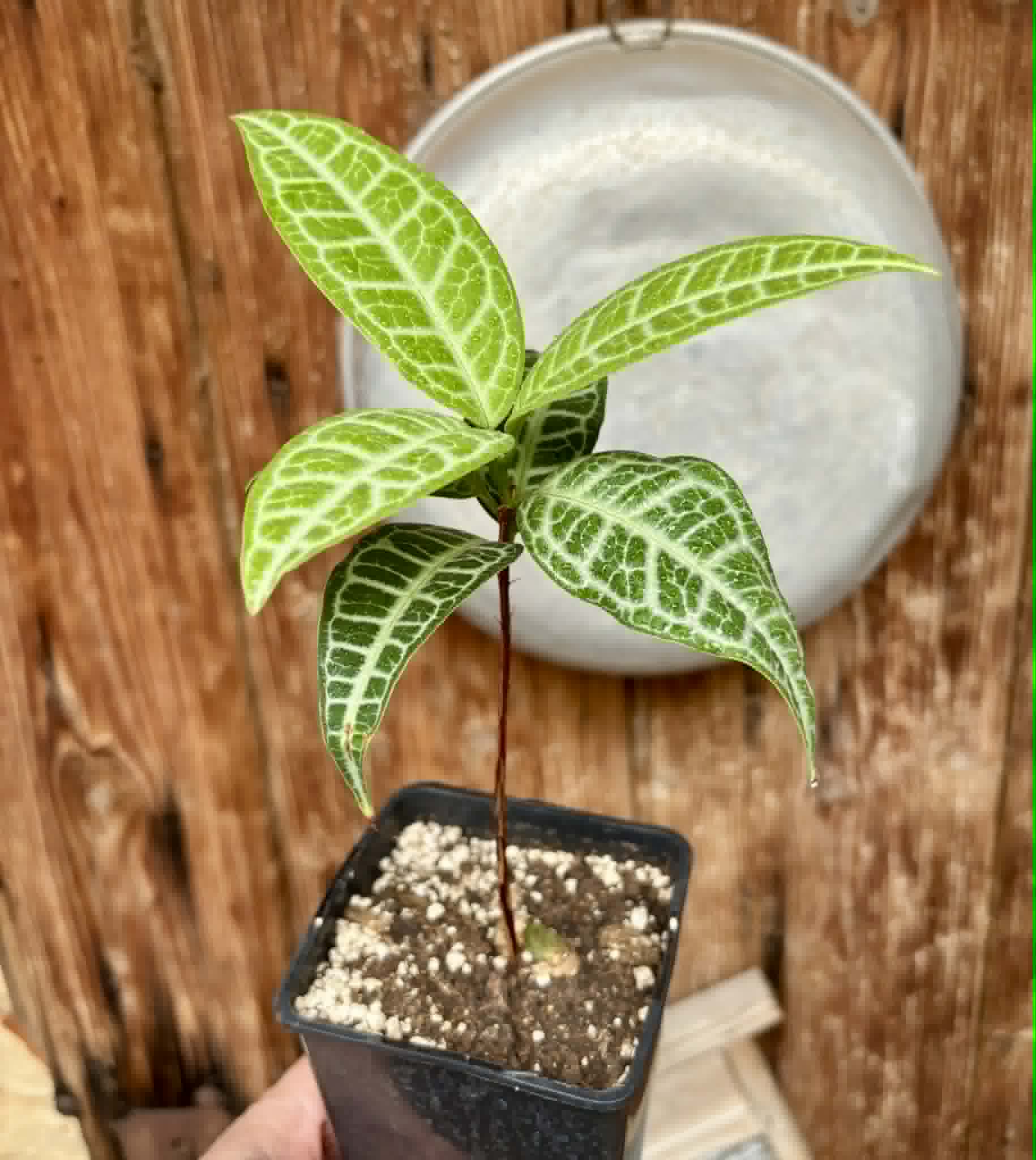 Eugenia sp Labisia -  1 potted seedling / 1 getopfter Sämling