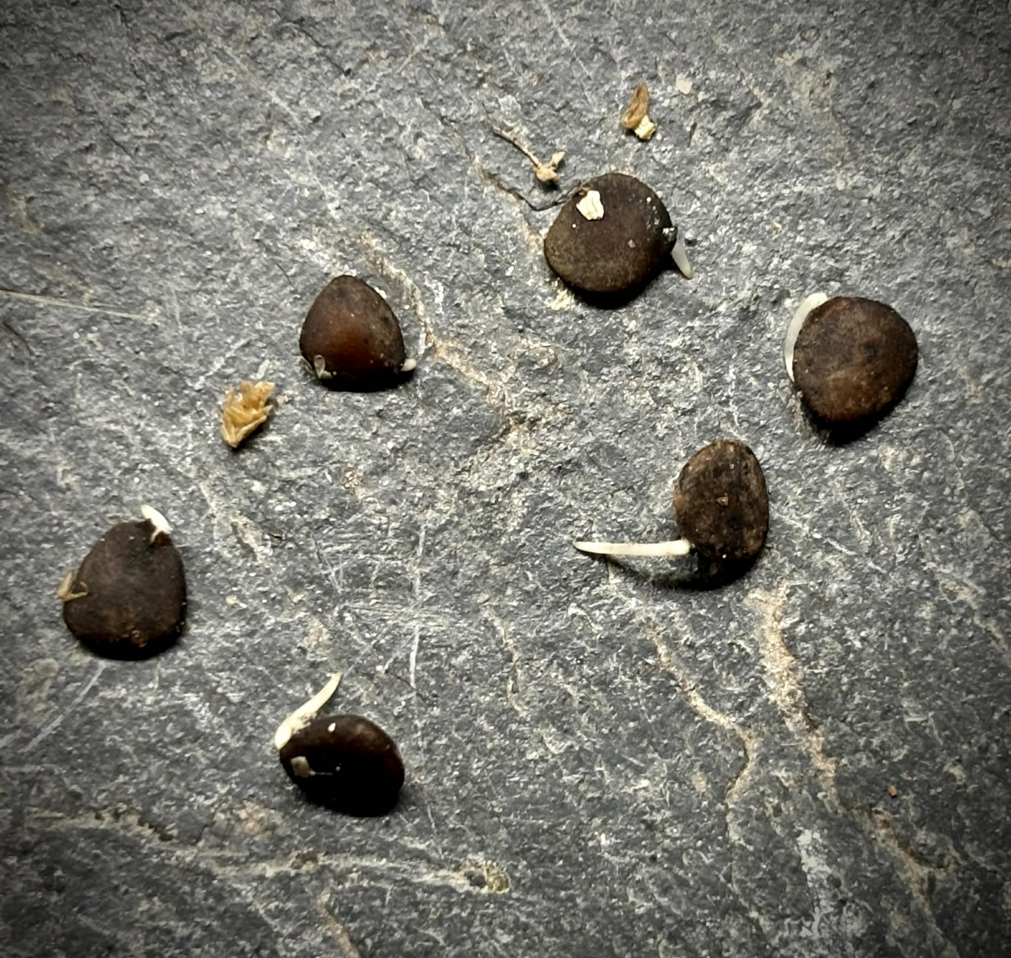 Randia sp Mexico  - 1 germinated seed / 1 gekeimter Samen