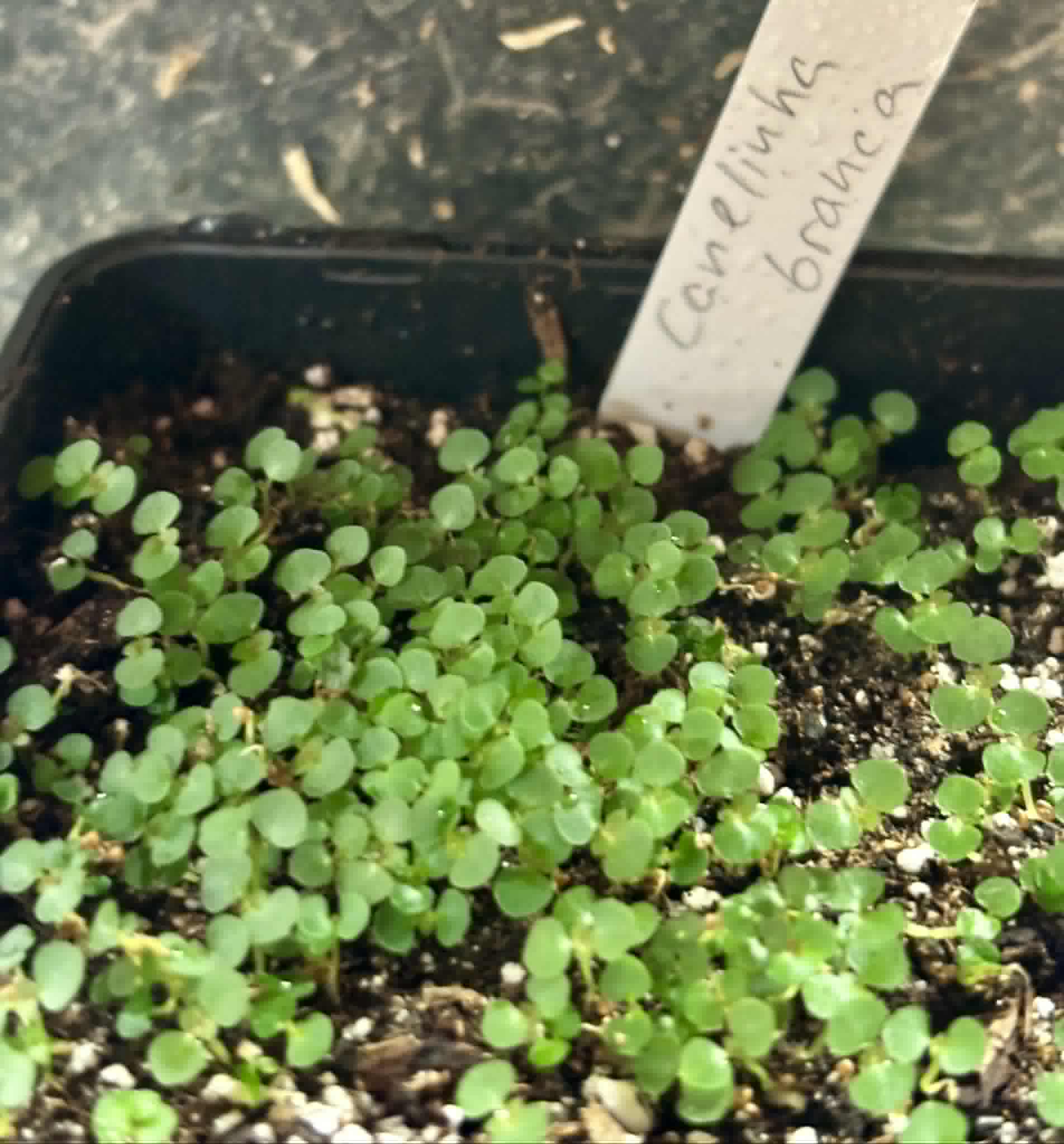 Canela de Velho (Miconia albicans) - 1 germinated seed / 1 gekeimter Samen