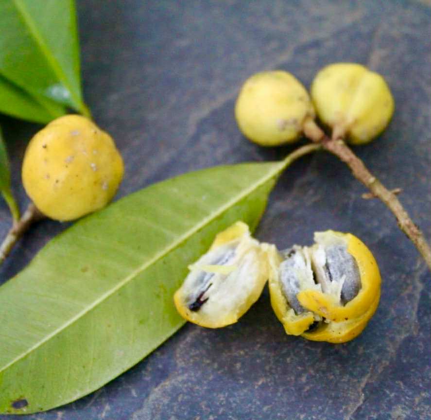 Chrysophyllum gonocarpum var. Ana Floresta seca  -  1 fresh seed / 1 frischer Samen