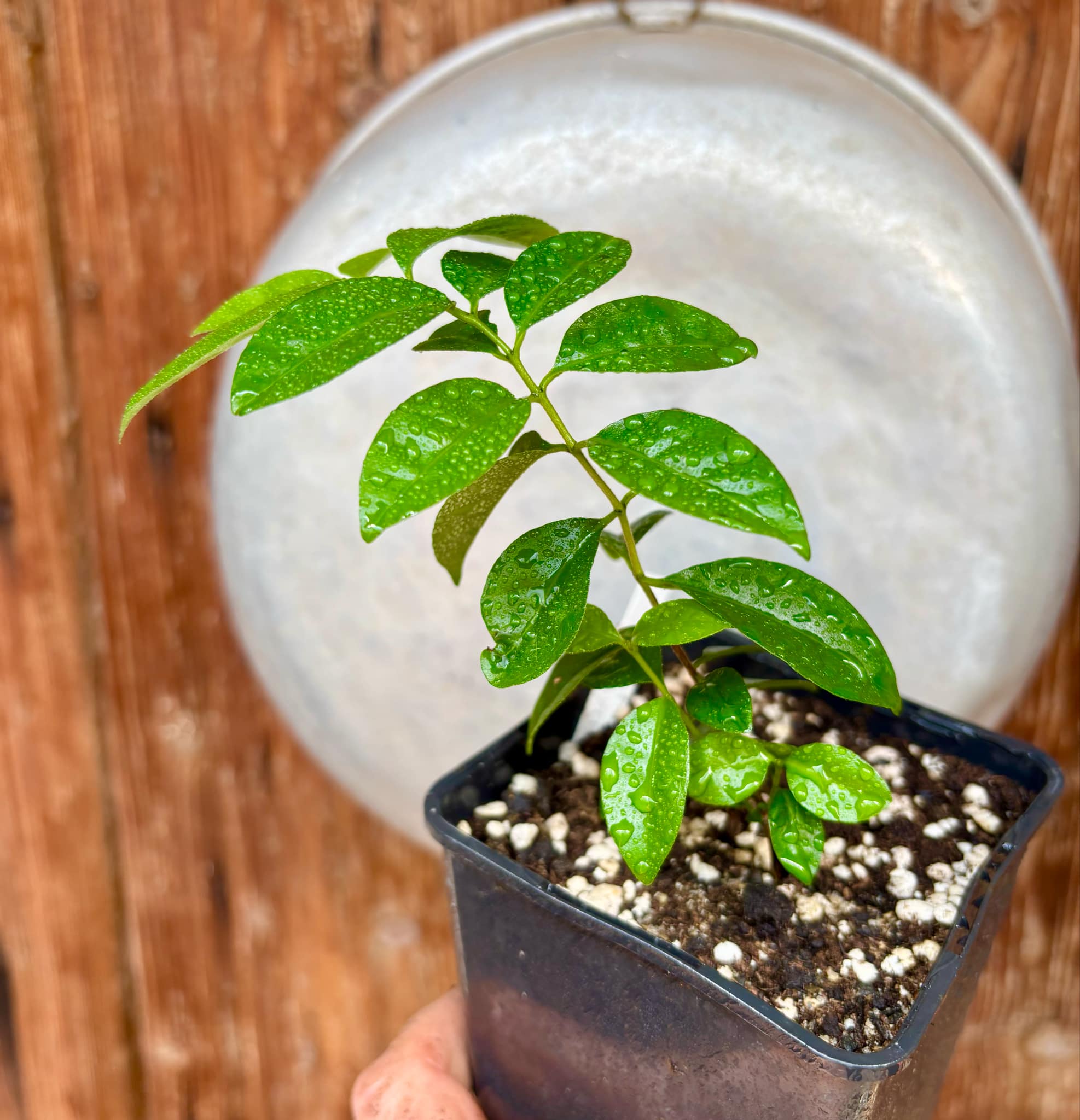 Purple Forest Guave - Psidium myrtoides  - 1 small potted seedling / 1 kleiner, getopfter Sämling