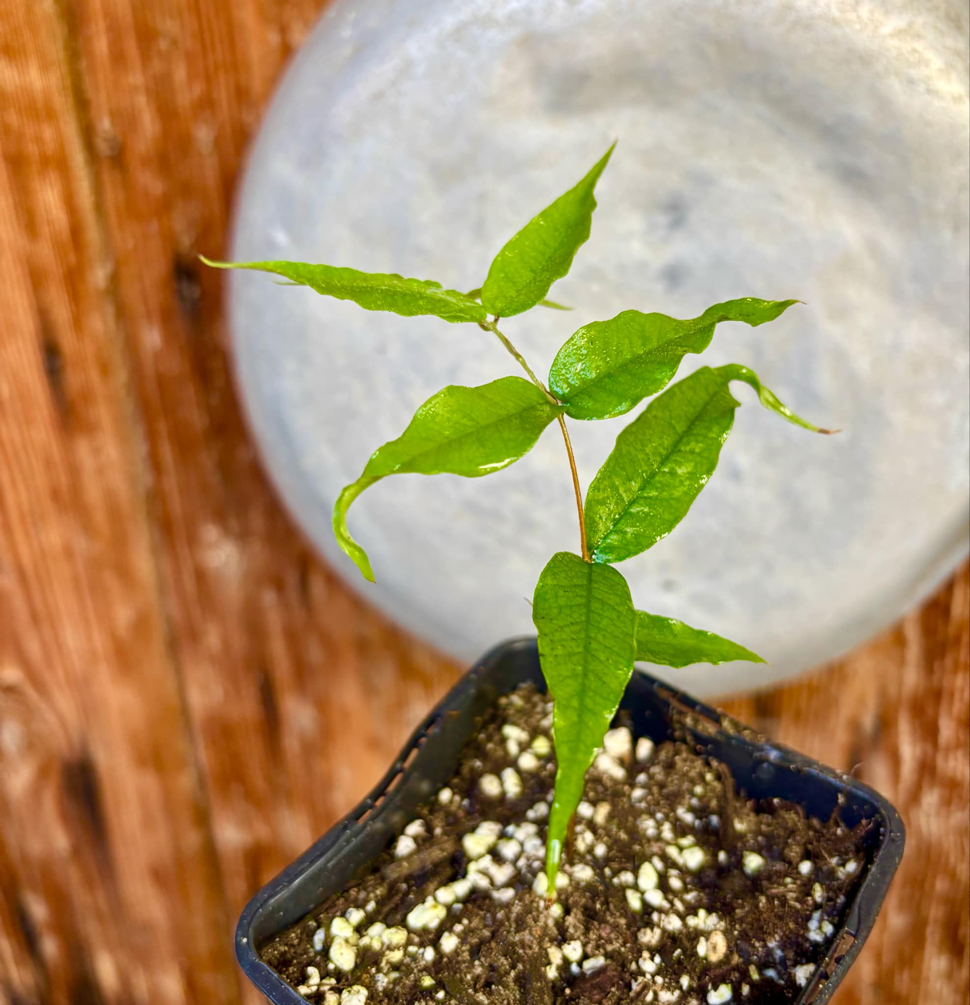 Jaboticaba - Plinia sp Rajada Cabo longo verde - 1 small potted seedling / 1 kleiner, getopfter Sämling Jaboticaba - Plinia sp Rajada Cabo longo verde - 1 small potted seedling / 1 kleiner, getopfter Sämling