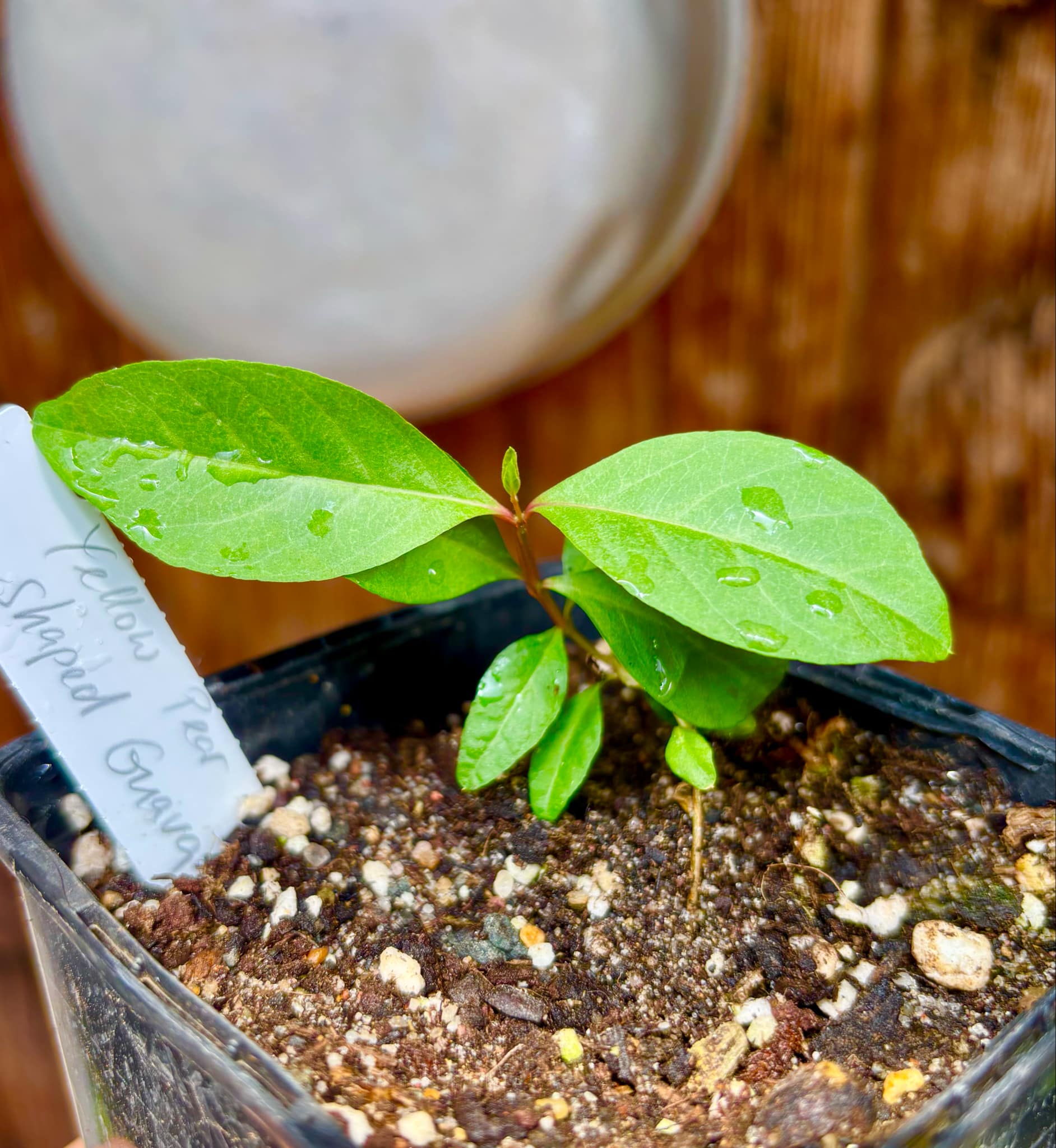 last plant - Yellow Pear Shape Guava (Psidium guajava var.) - 1 potted small plant / 1 kleine, getopfte Pflanze