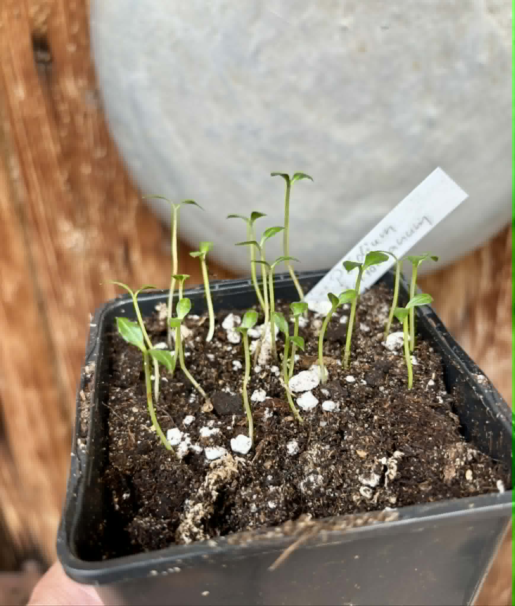 18 in 1 pot - Psidium sartorianum - 18 seedlings in one pot / 18 Sämlinge in einem Topf