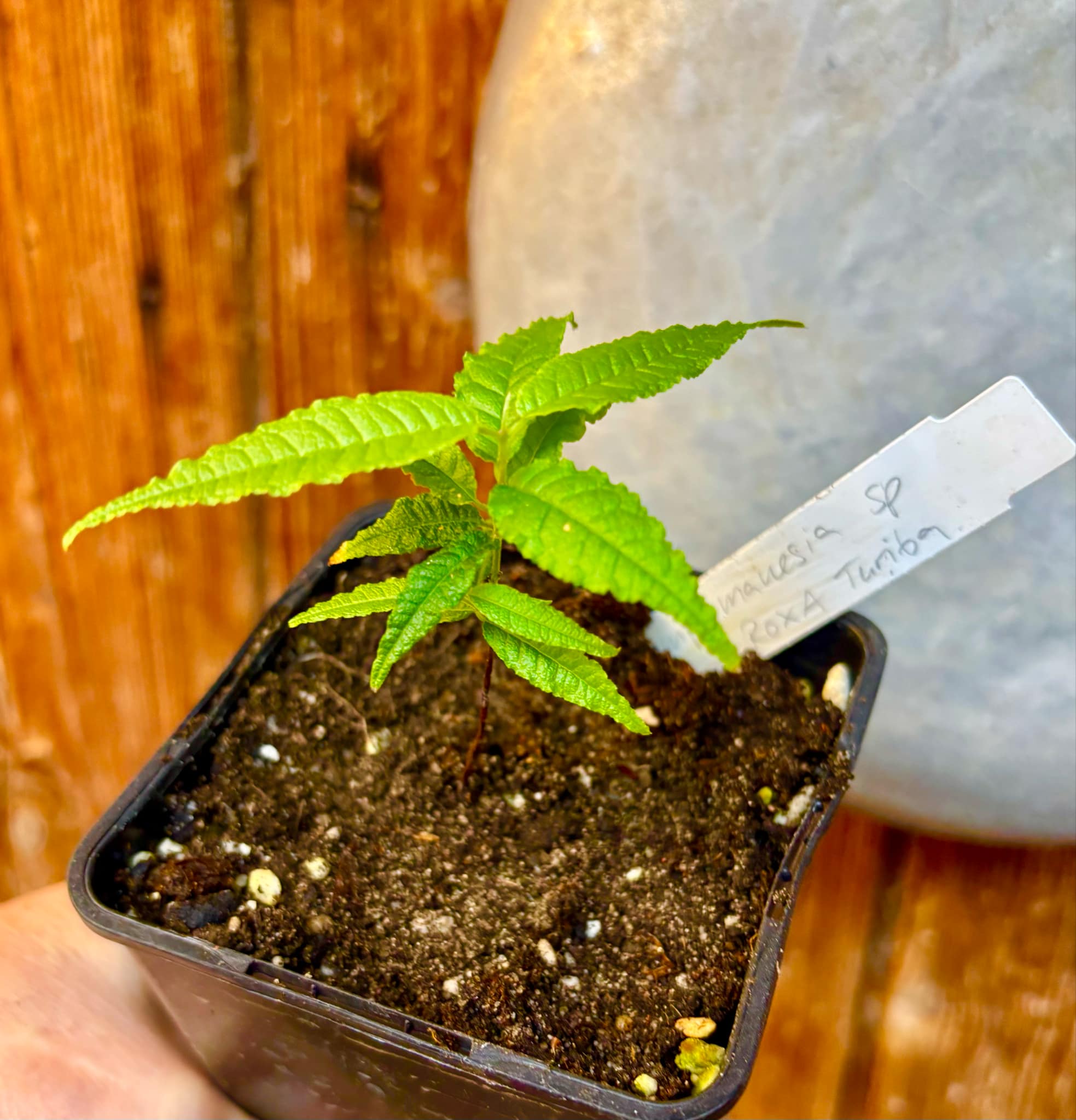 Campomanesia sp Roxa Turiba - 1 small potted seedling / 1 kleiner, getopfter Sämling