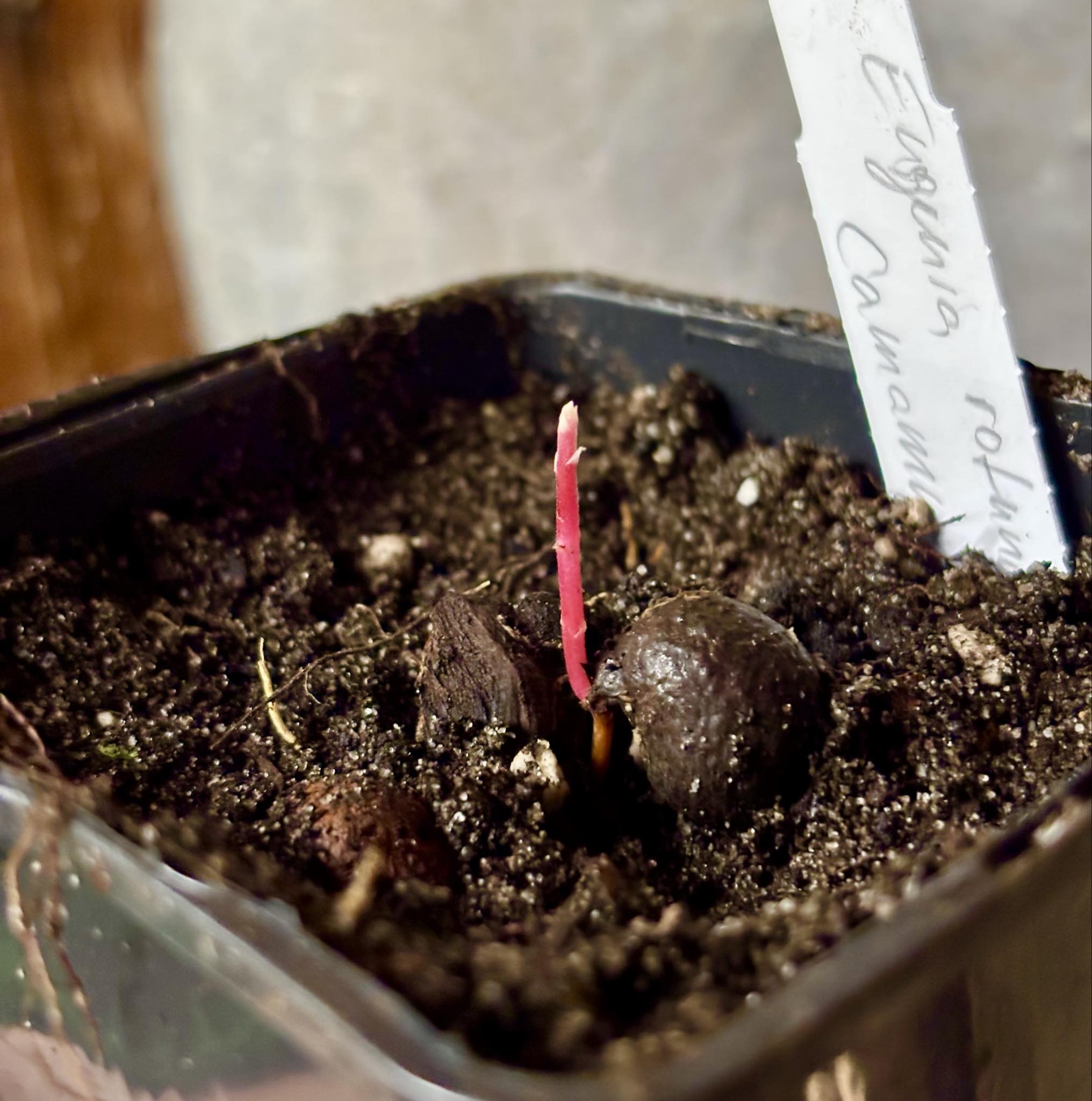 Eugenia rotundifolia var. Camamu - 1 potted seedling / 1 getopfter Sämling