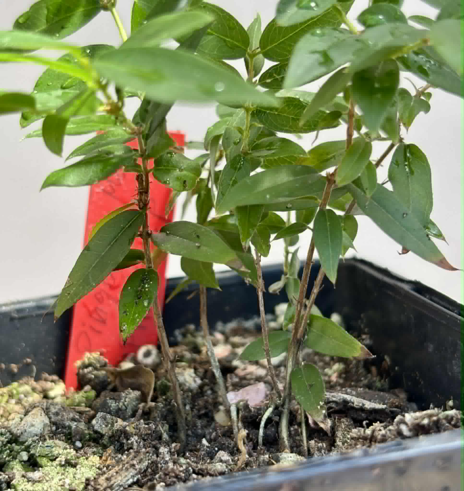 6 in 1 pot - Jaboticaba - Plinia sp Pingo de Mel (Vilela A3) -  6 potted seedlings / 6  getopfte Sämlinge