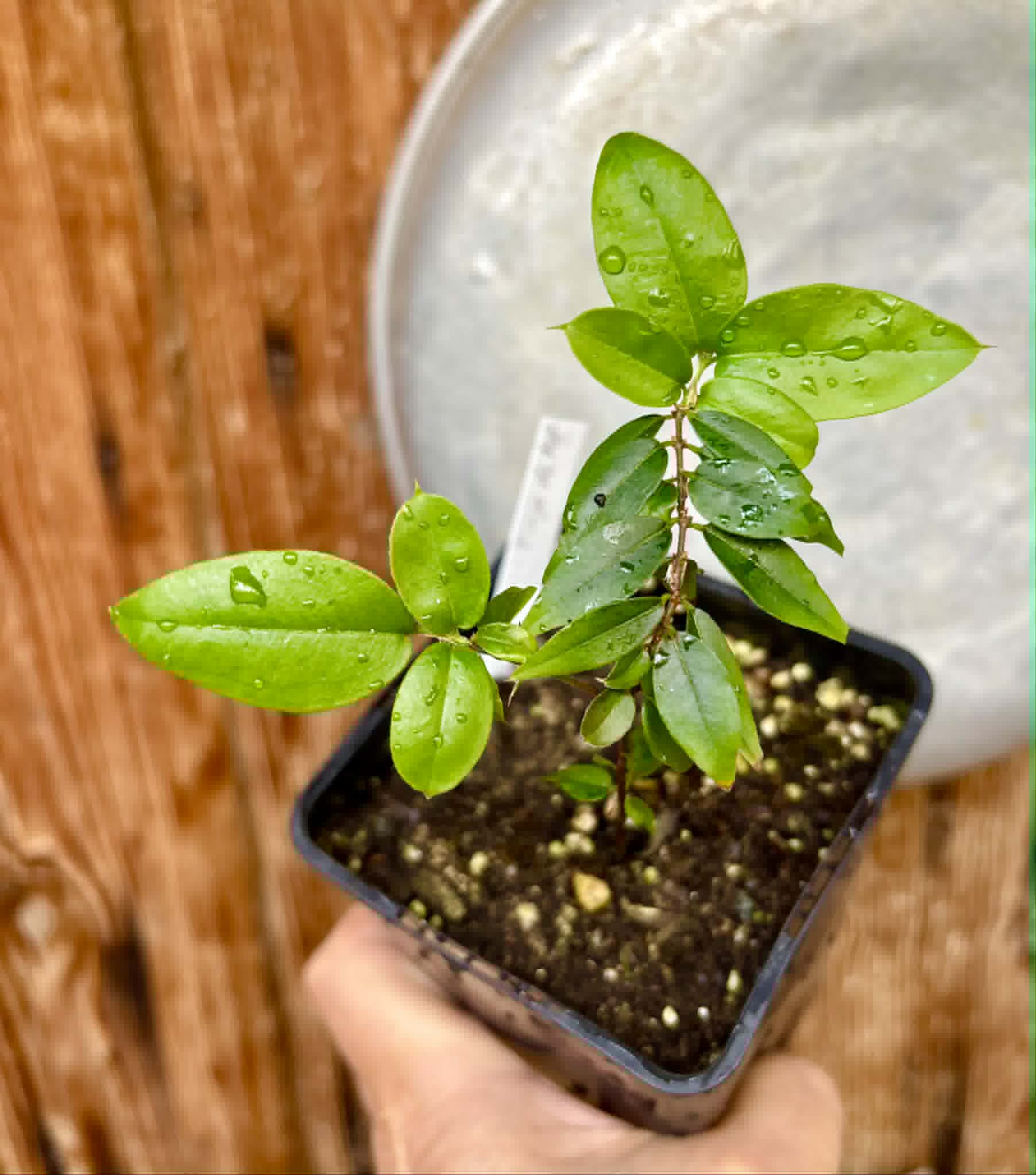 Jaboticaba - Plinia sp Pingo de Mel (Vilela A3) -  1 potted seedling / 1  getopfter Sämling