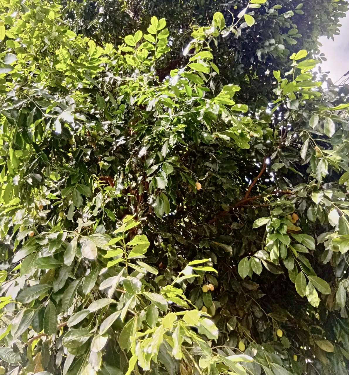 Zollernia ilicifolia - 1 fresh seed / 1 frischer Samen