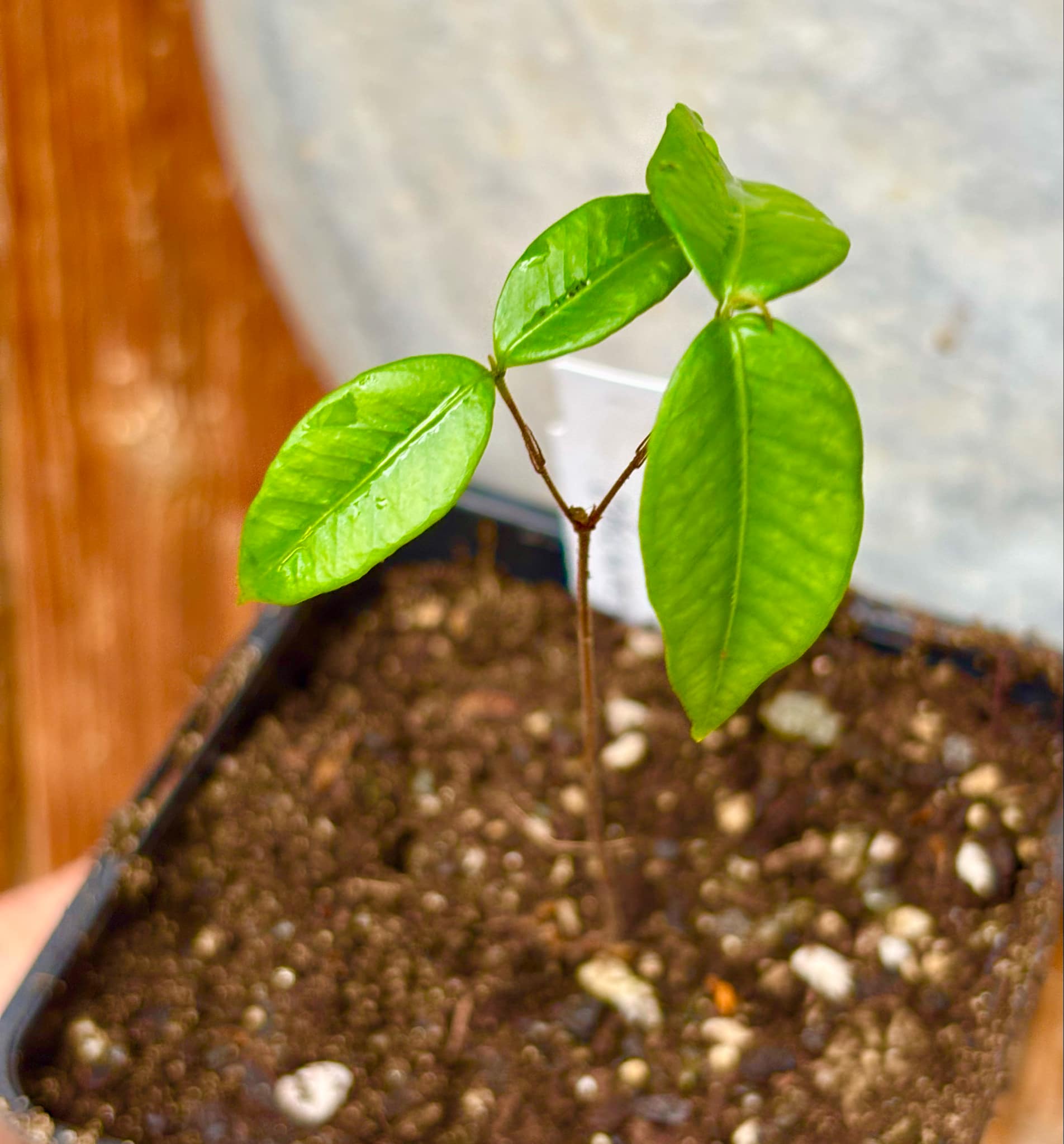 Pitanga de Cachorro (Neomitranthes obscura) - 1 potted seedling/ 1 getopfter Sämling
