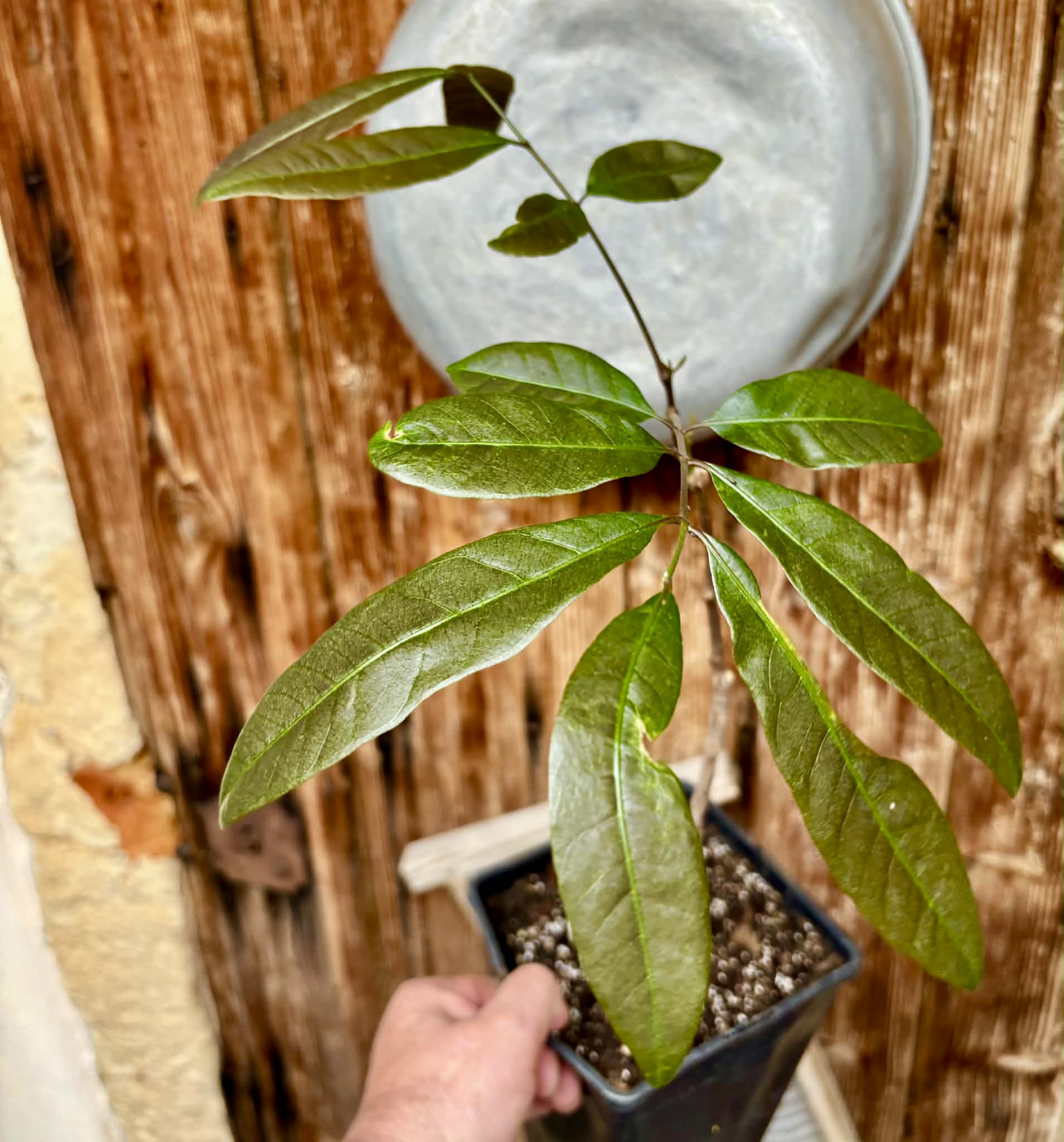 over 2 years old - Longan (Dimocarpus longan) - 1 potted plant / 1 getopfte Pflanze