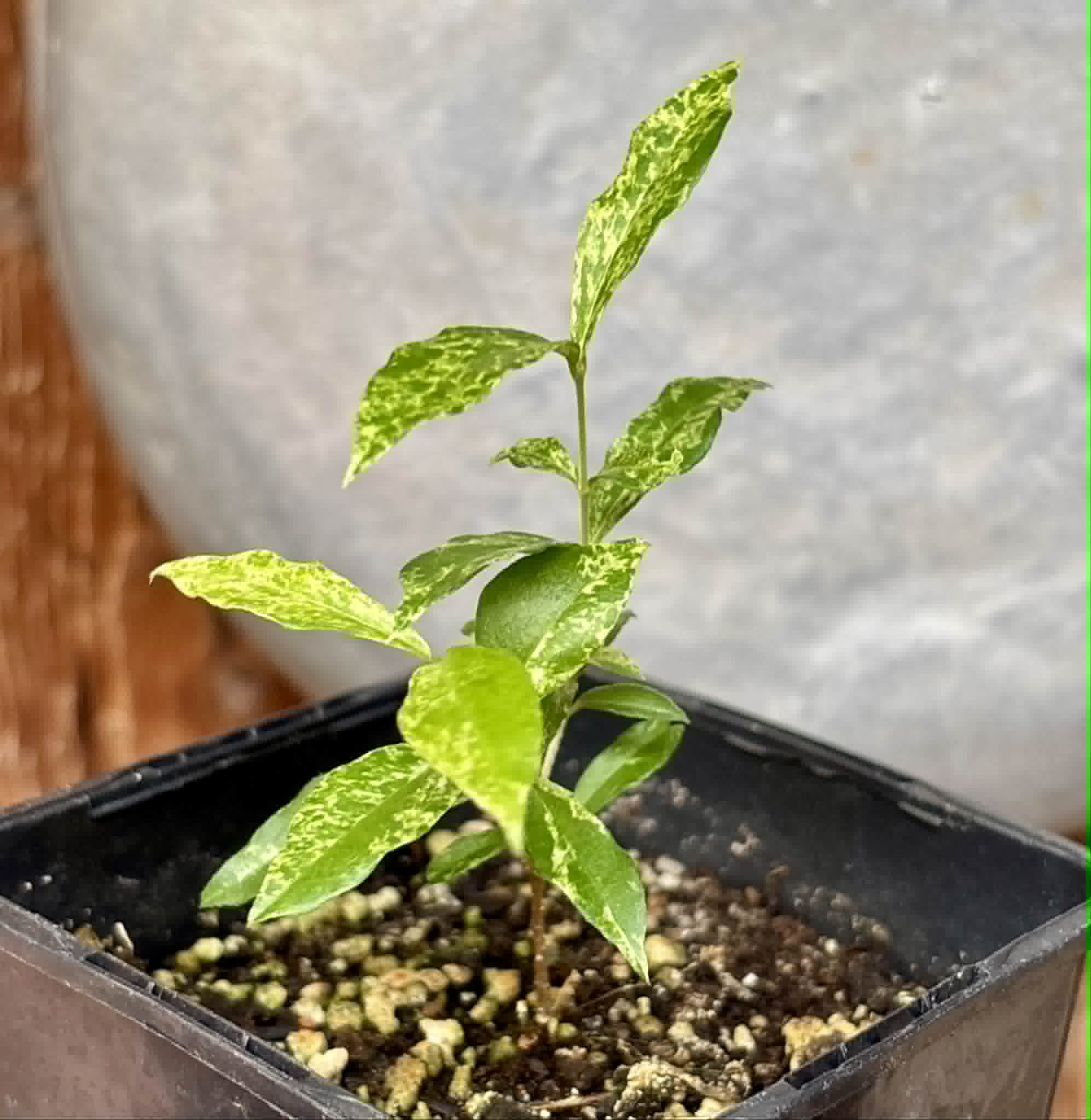 variegated Acerola (Malpighia glabra) rooted cutting - 1 potted rooted cutting / 1 getopfter, bewurzelter Steckling