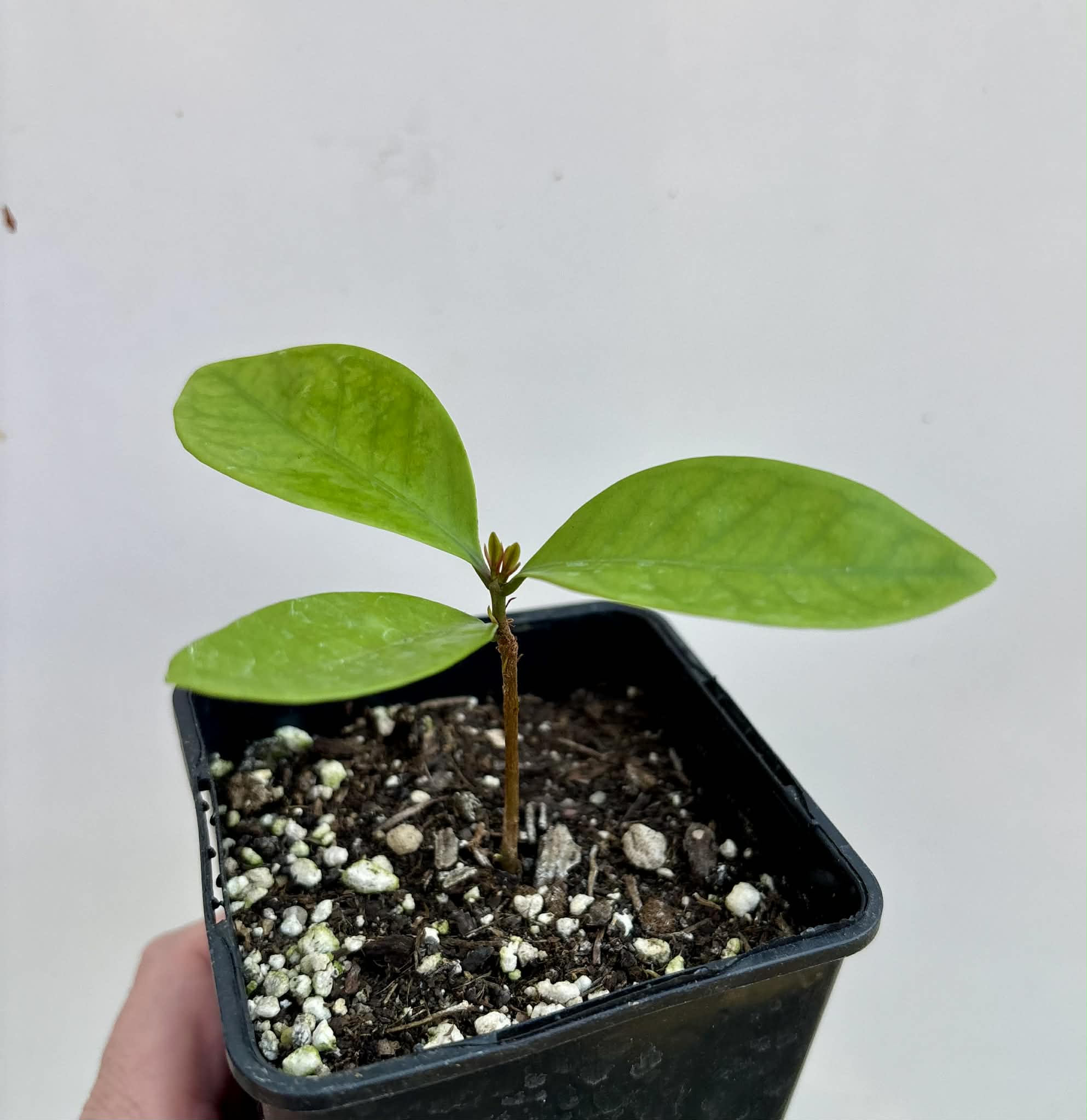 Eugenia sp Essencia negra - 1 potted seedling / 1 getopfter Sämling