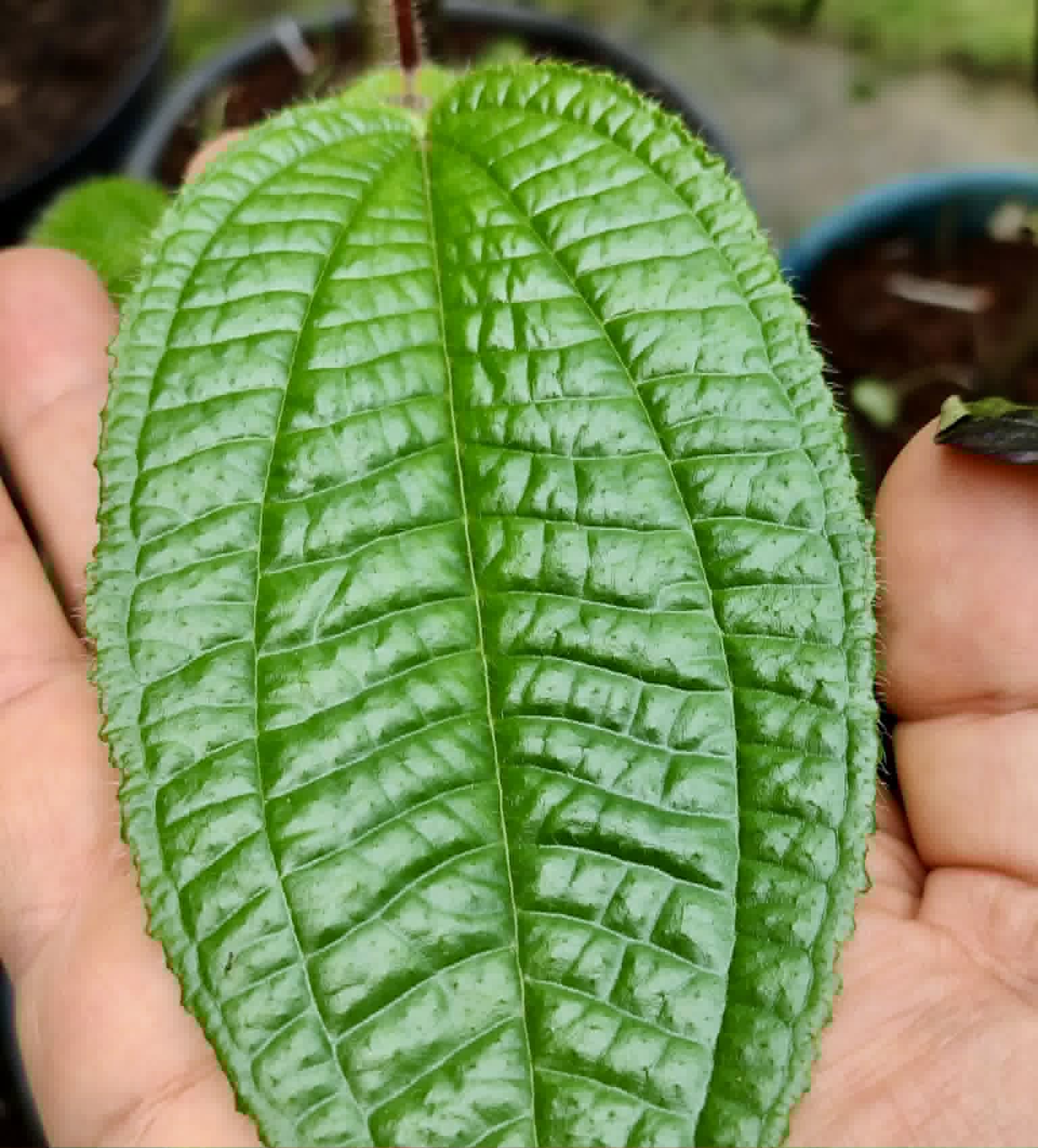 Pixirica (Miconia hirta) - 1 germinated seed / 1 gekeimter Samen