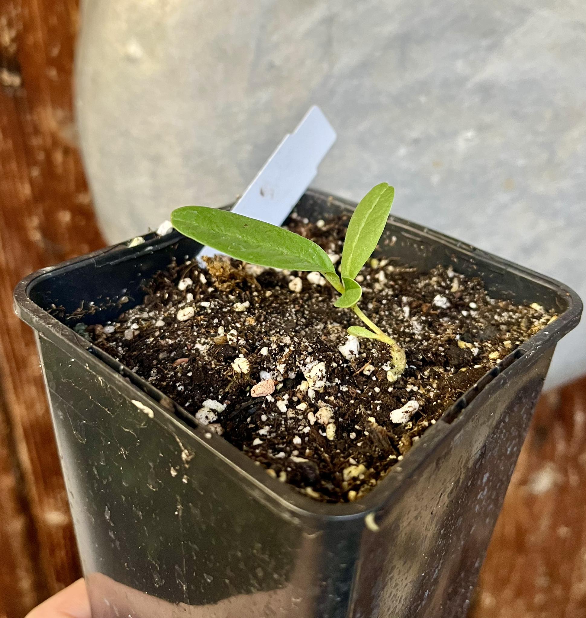 Duguetia furfuracea - 1 fresh seed / 1 frischer Samen