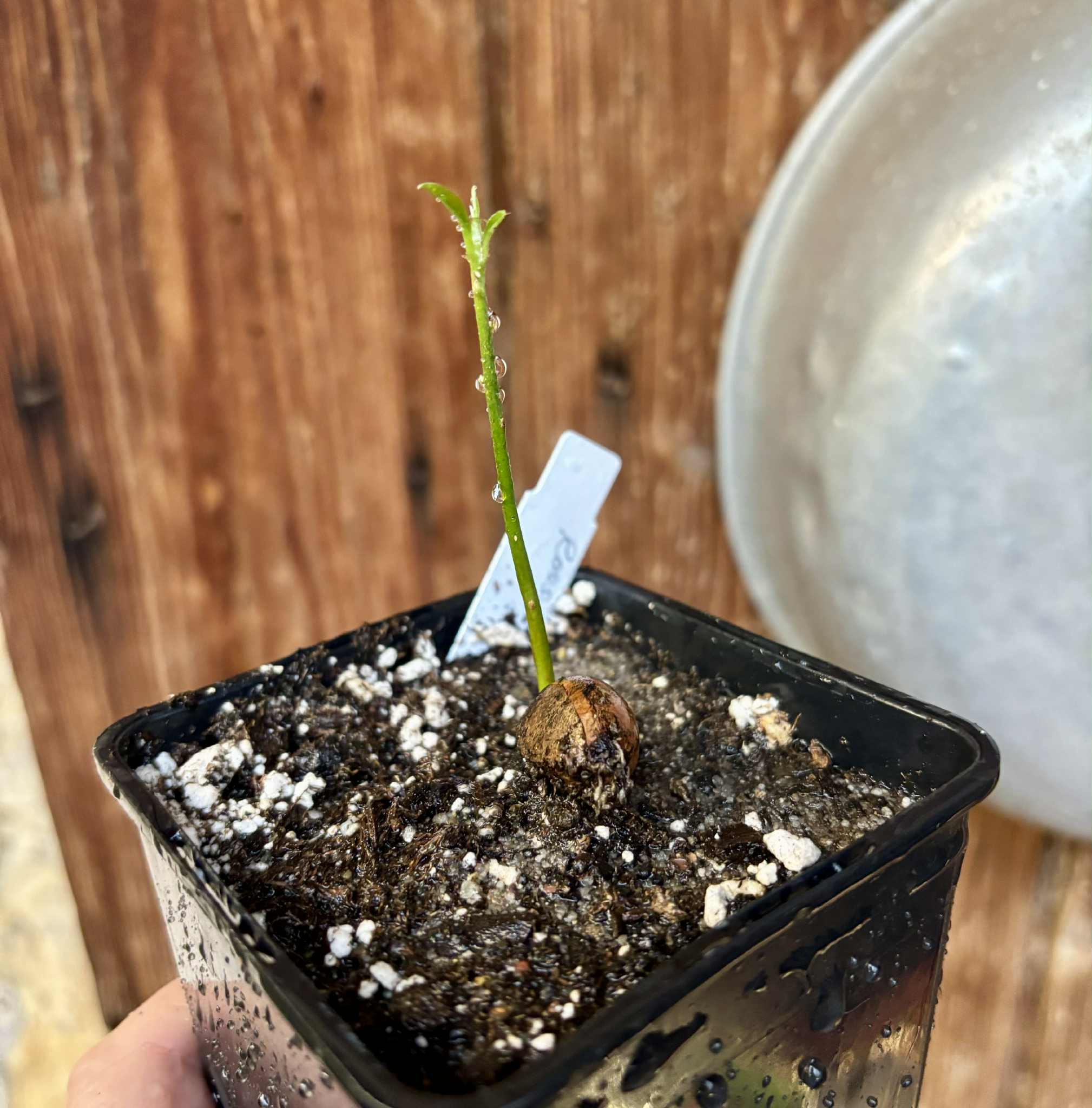 Ross Sapote (Pouteria sp) - 1 potted seedling / 1 getopfter Sämling