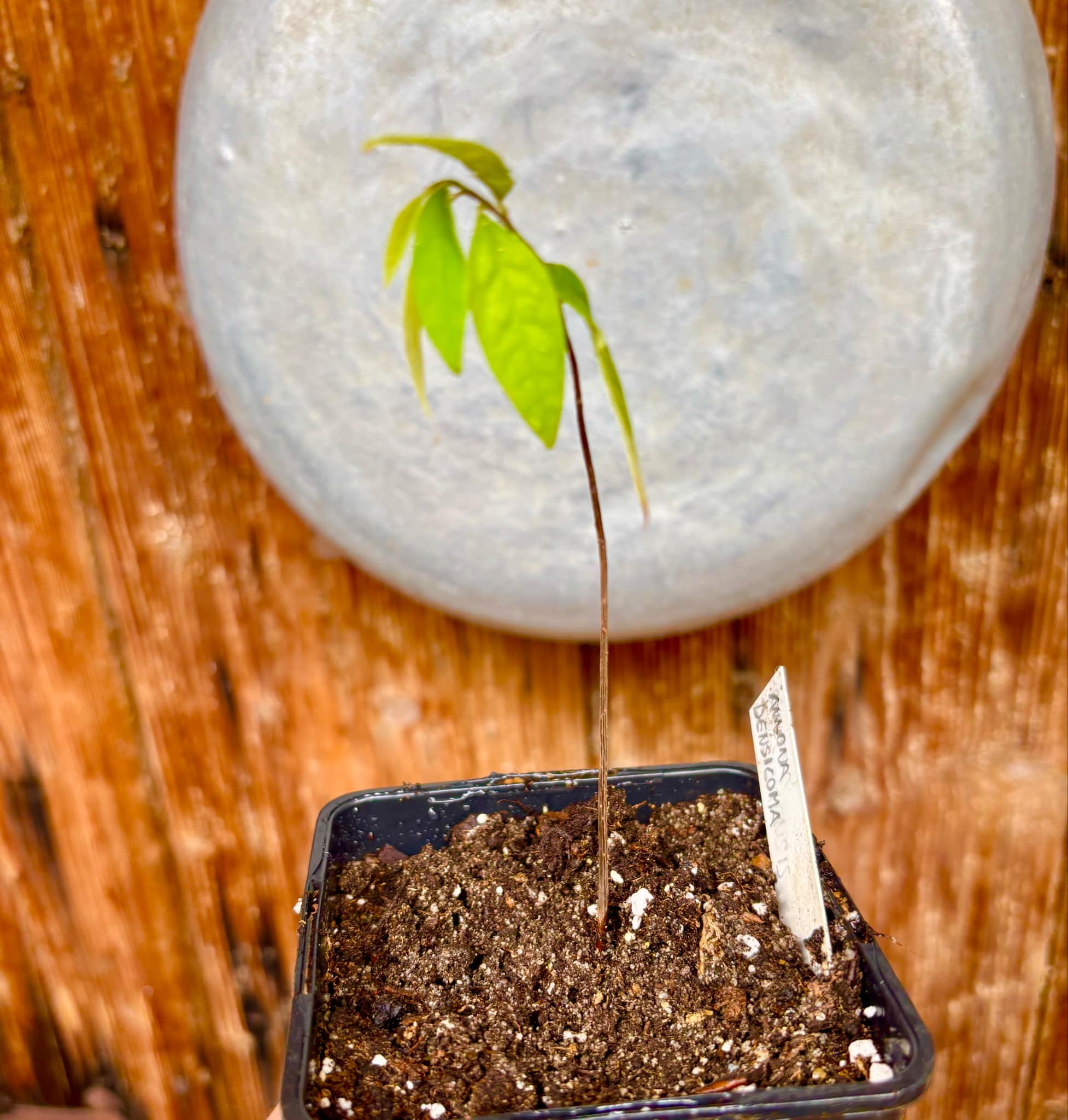Annona densicoma  - 1 potted plant / 1 getopfte Pflanze