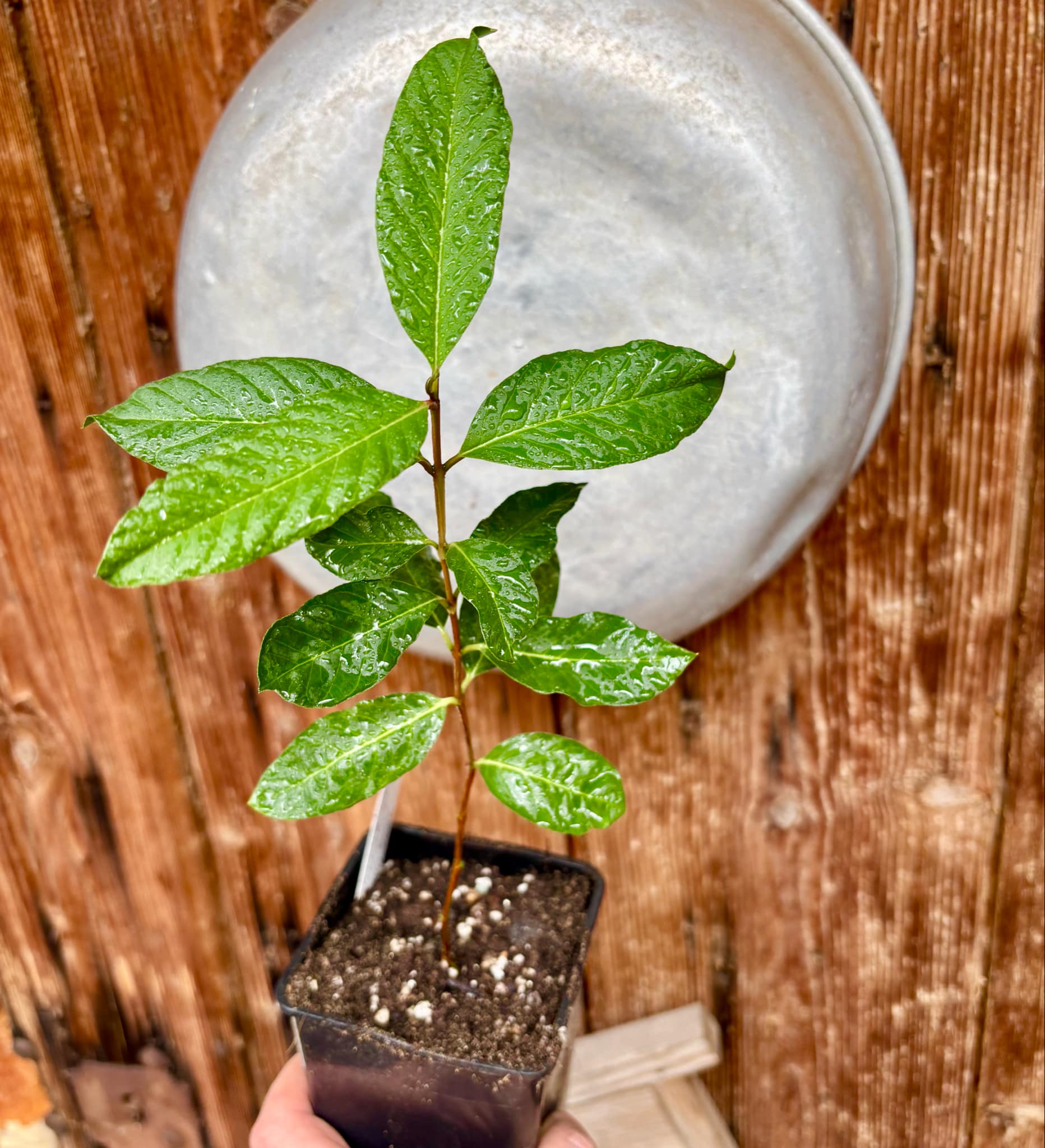 Giant White Thai Guava - semi seedless (Psidium guajava)  - 1 potted plant / 1 getopfte Pflanze