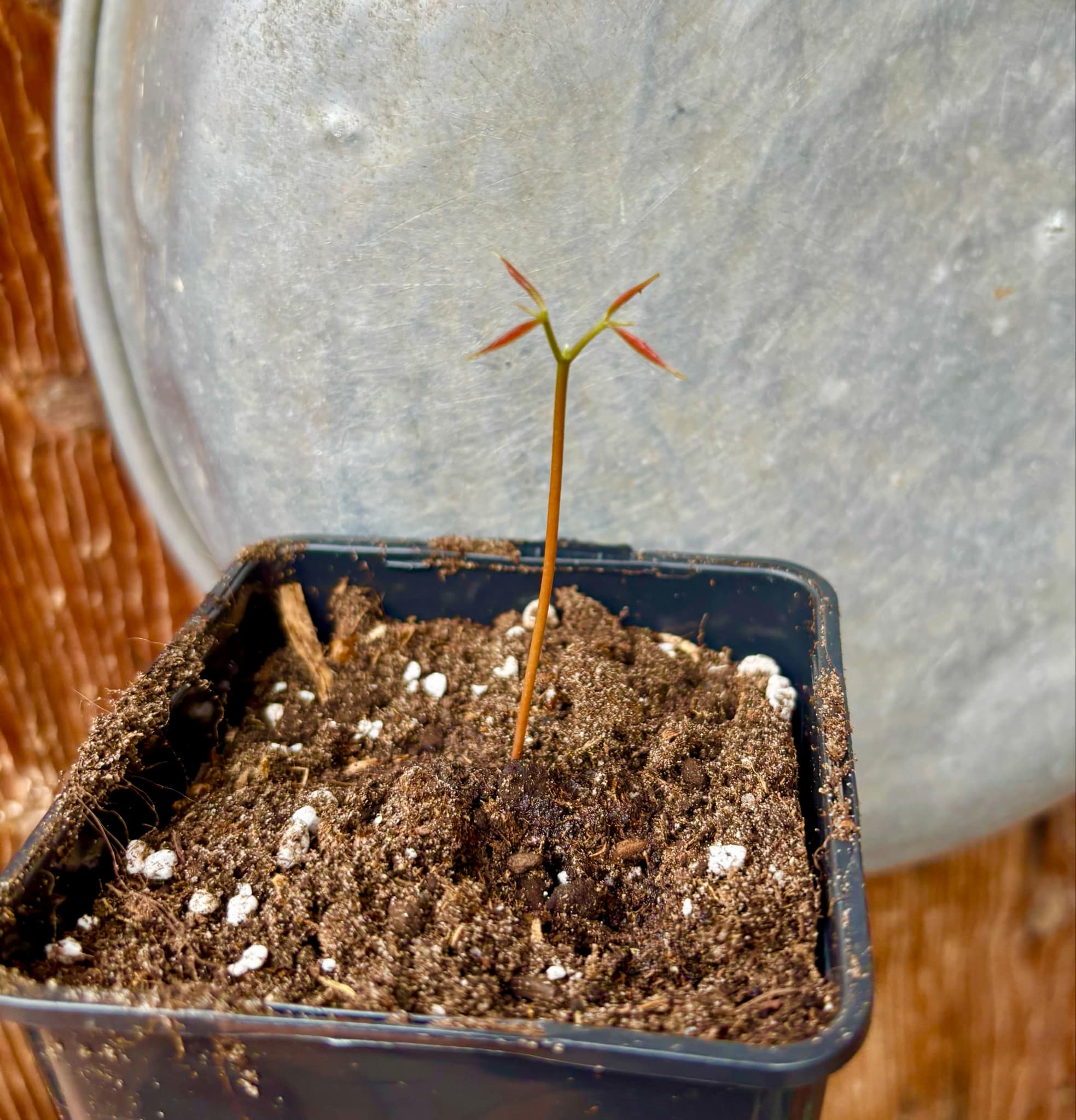 Litchi chinensis - var. Fei Zi Xiao (Litchi chinensis) - 1 small potted seedling / 1 kleiner, getopfter Sämling 