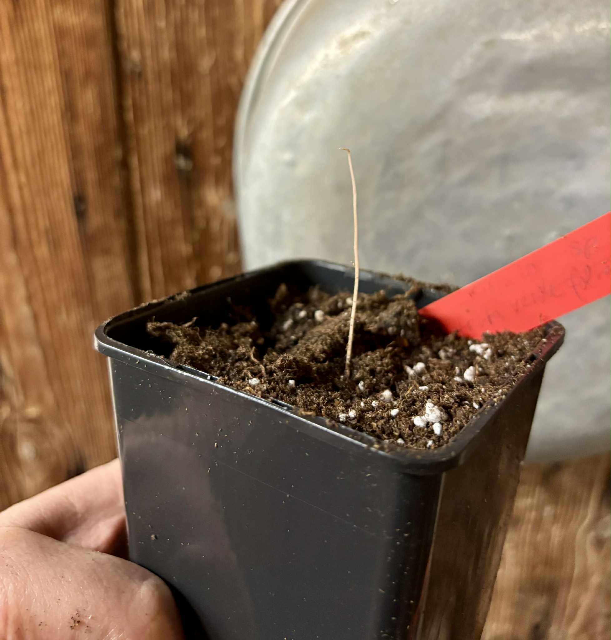 Plinia sp. fruta verde - folha miúda - 1 potted seedling / 1 getopfter Sämling