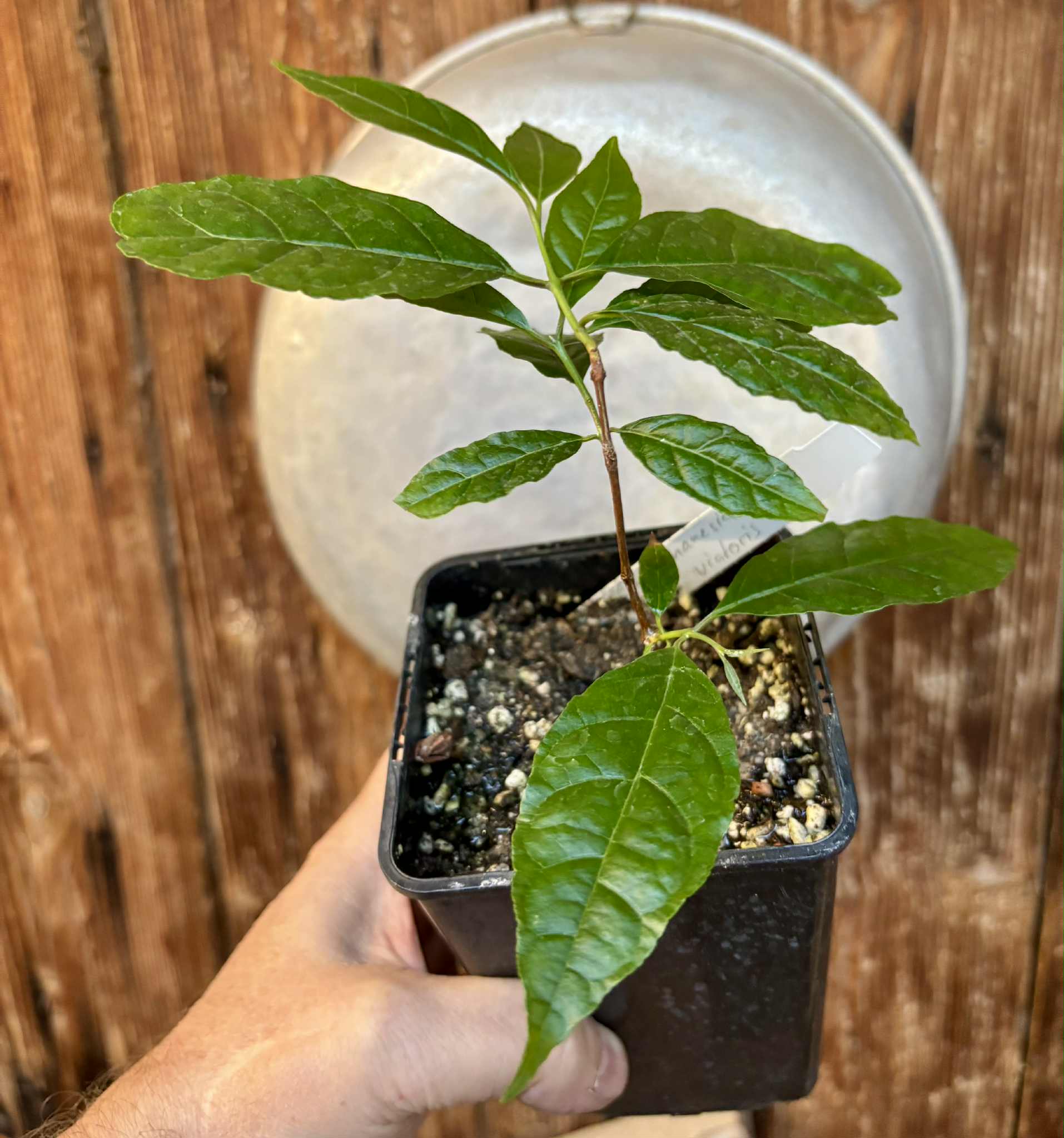 Campomanesia viatoris - 1 potted plant / 1 getopfte Pflanze