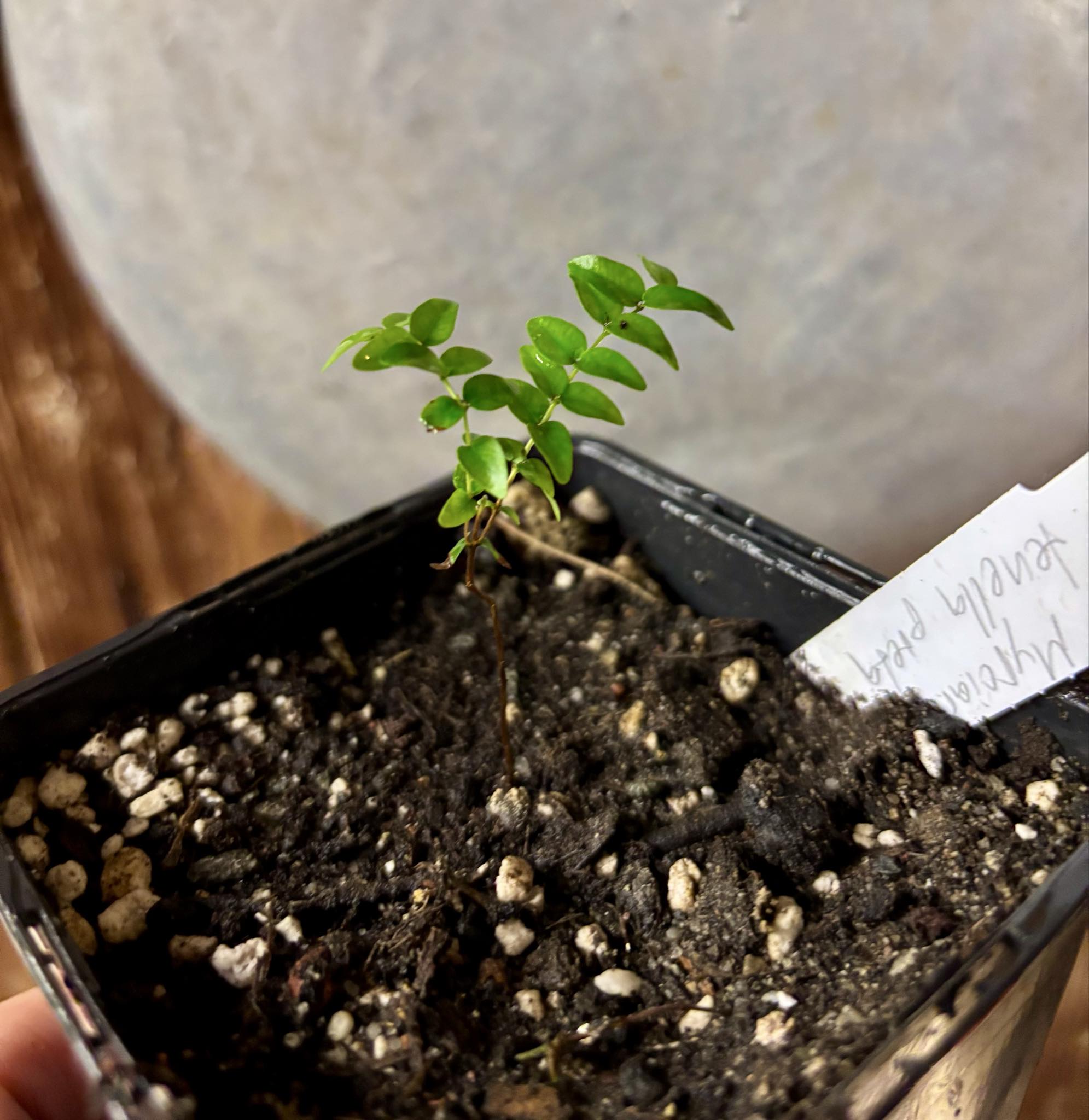 Myrciaria tenella preta  - 1 small potted seedling / 1 kleiner, getopfter Sämling Myrciaria tenella preta  - 1 small potted seedling / 1 kleiner, getopfter Sämling