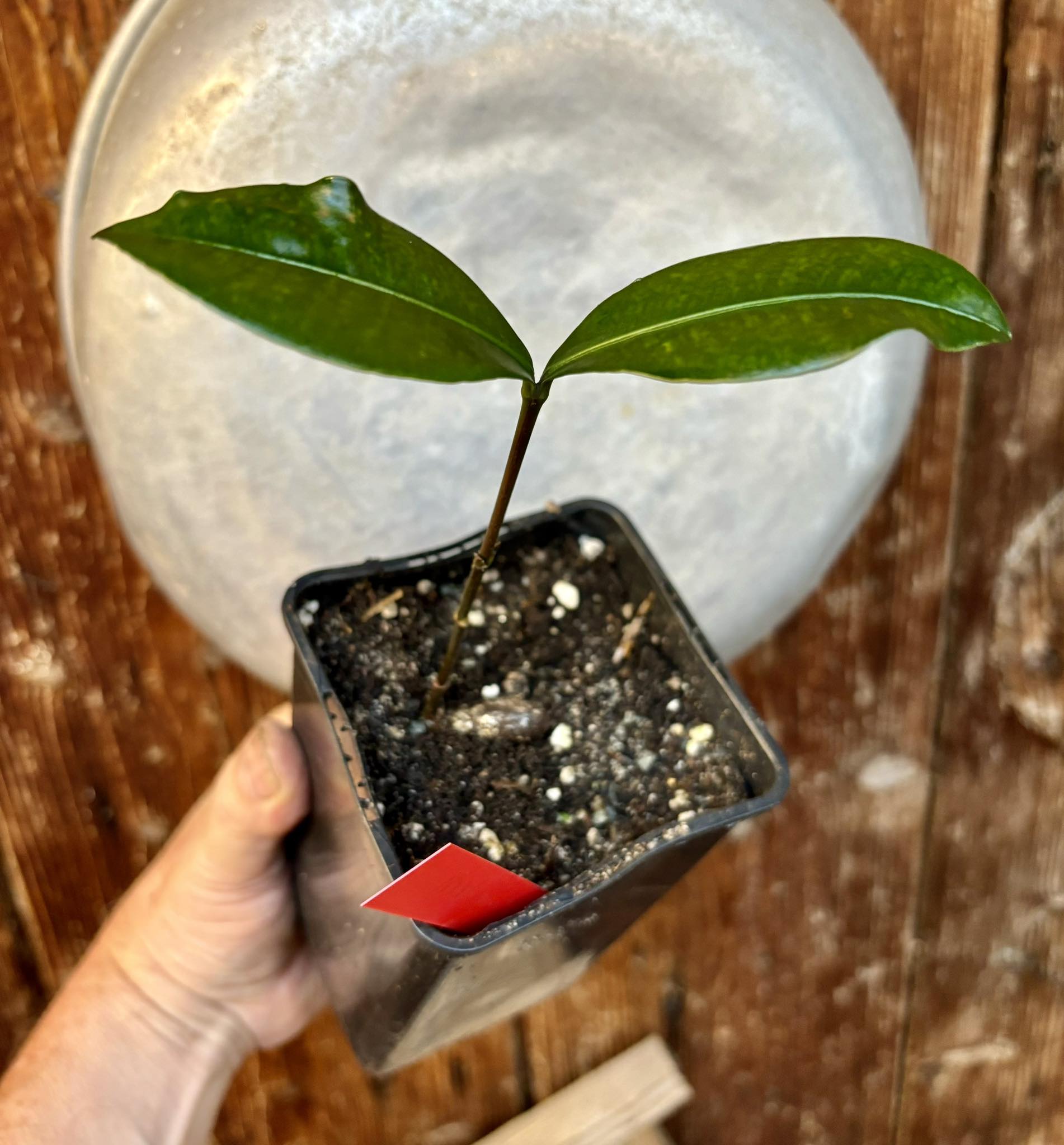 Garcinia sp Peru, 1 potted seedling / 1 getopfter Sämling