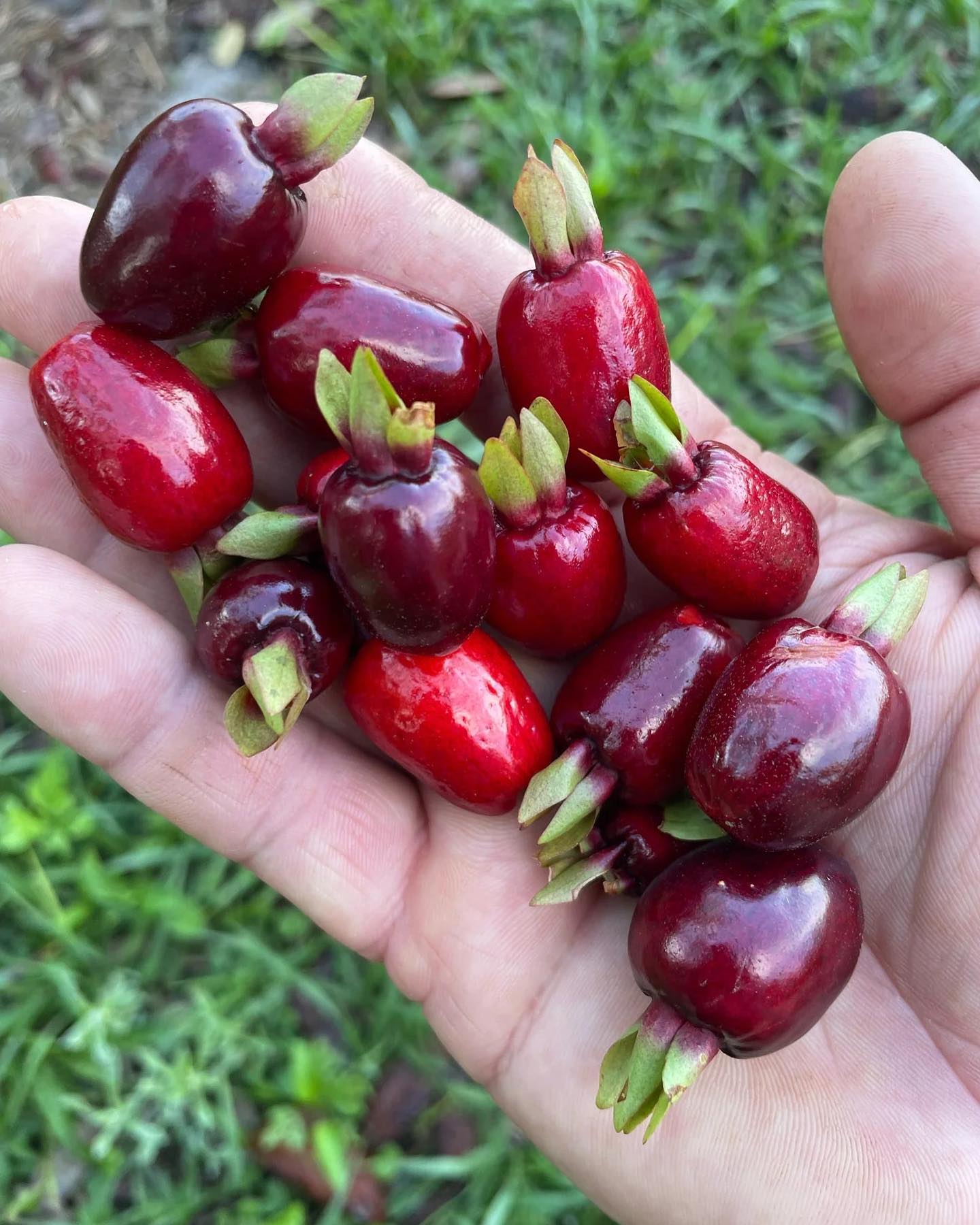 5 years old - Cherry of Rio Grande (Eugenia involucrata) - 1 potted plant / 1 getopfte Pflanze
