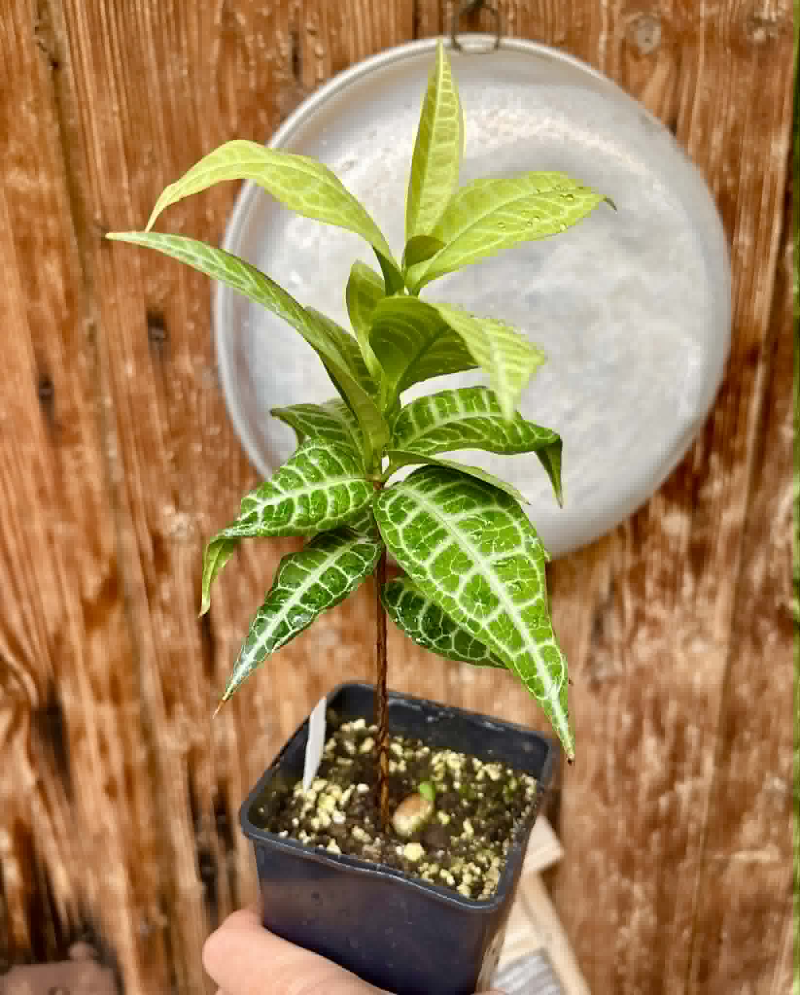 Eugenia sp Labisia -  1 potted plant / 1 getopfte Pflanze
